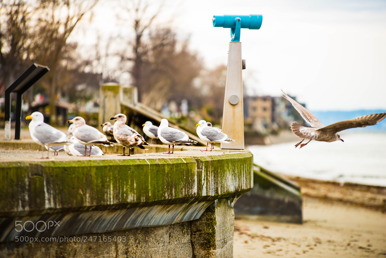 Nikon D800 sample photo. Alki (of ) photography