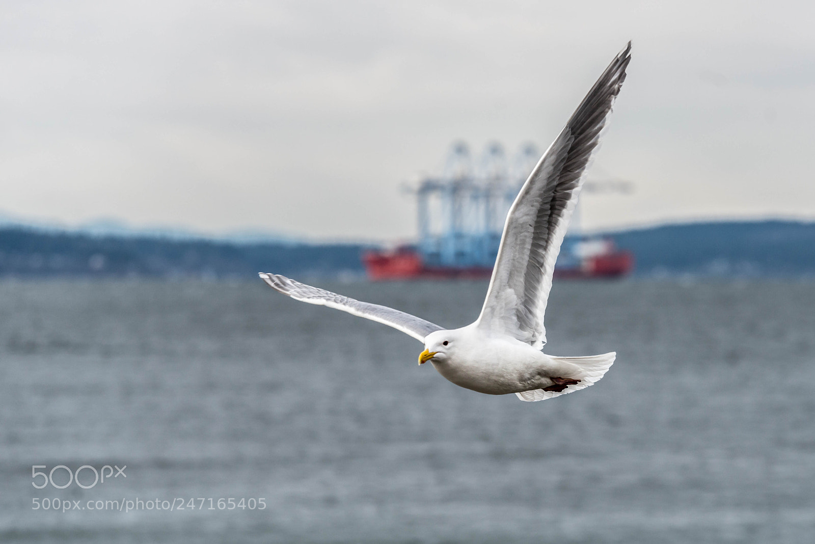 Nikon D800 sample photo. Alki (of ) photography
