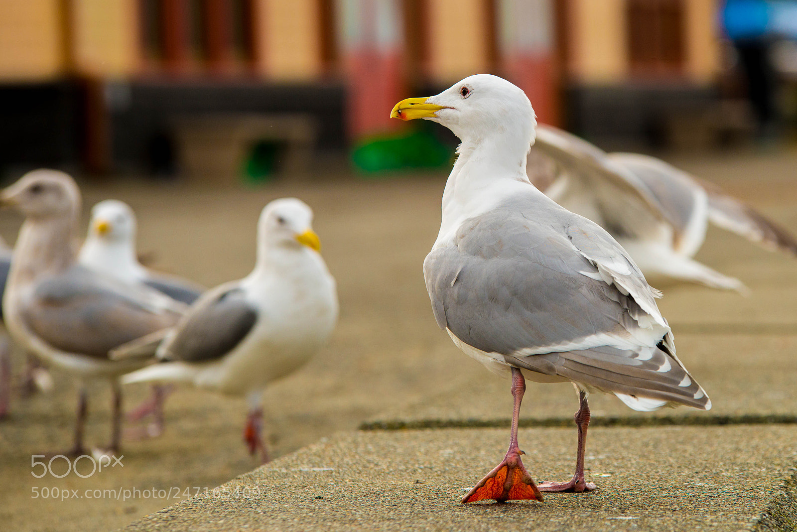 Nikon D800 sample photo. Alki (of ) photography