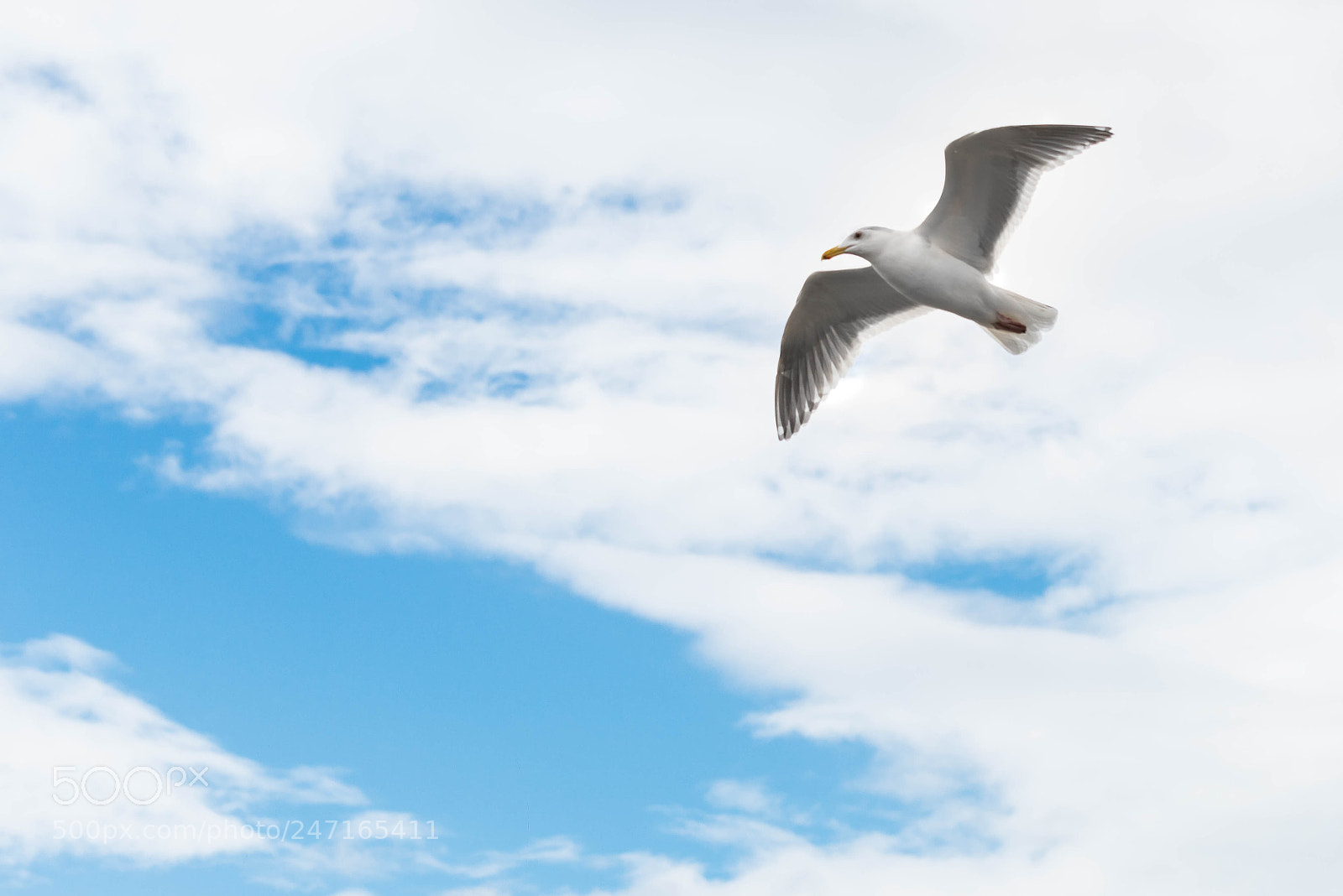 Nikon D800 sample photo. Alki (of ) photography