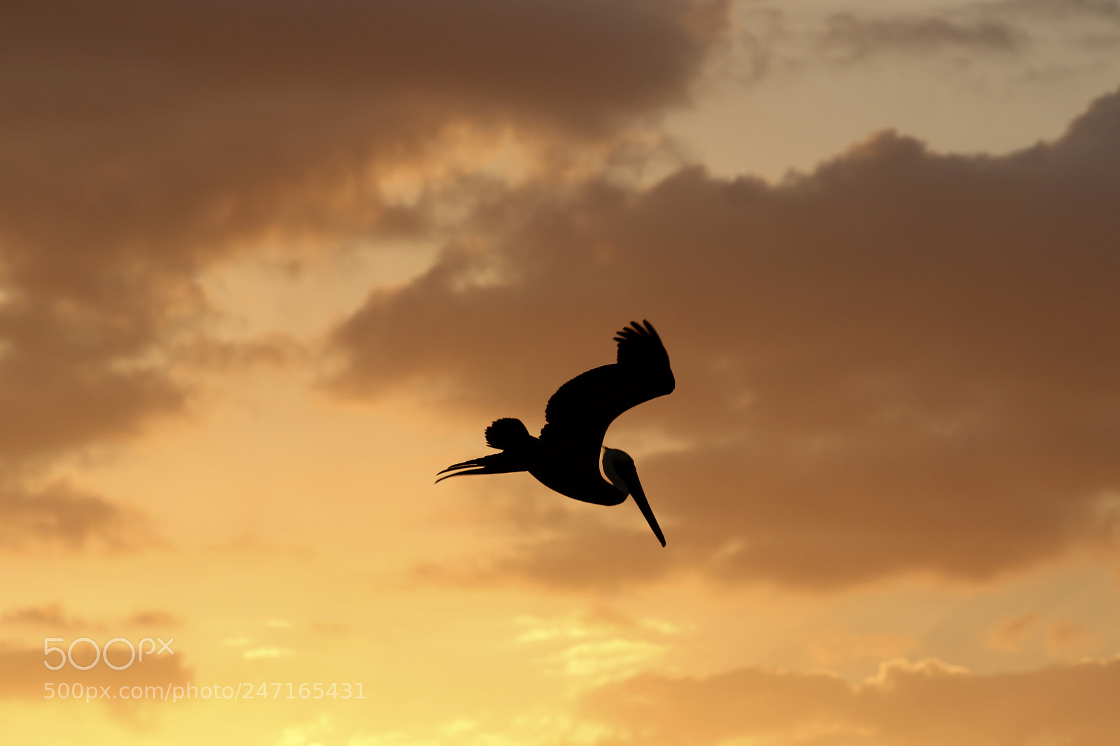 Canon EOS 80D sample photo. Pelican sunset flight photography