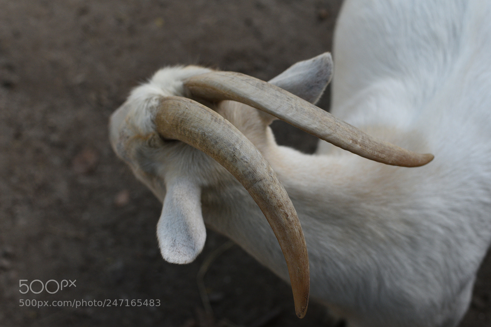 Nikon D750 + Nikon AF-S Nikkor 50mm F1.8G sample photo. Texture photography