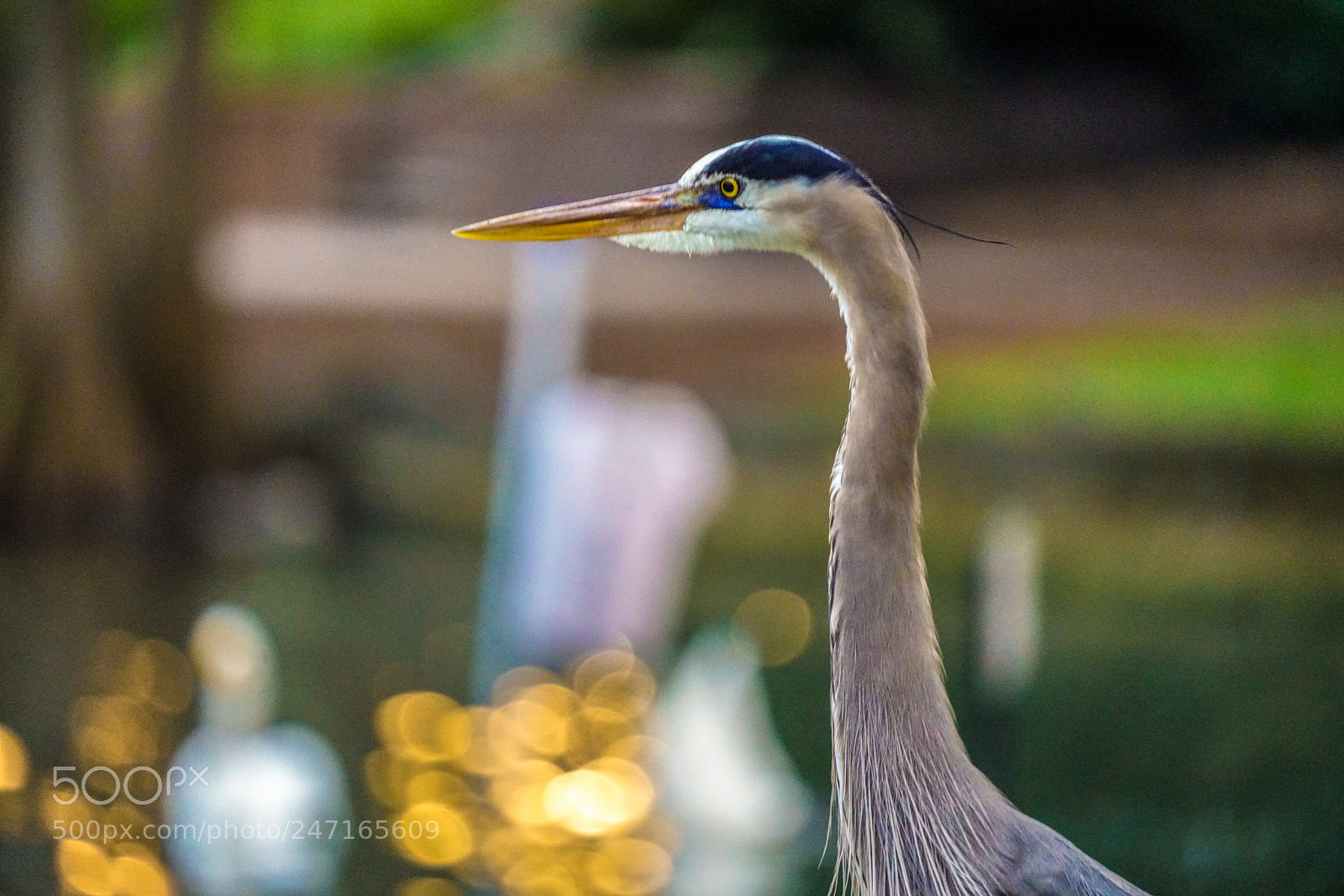 Sony a7R II sample photo. I am watching you photography