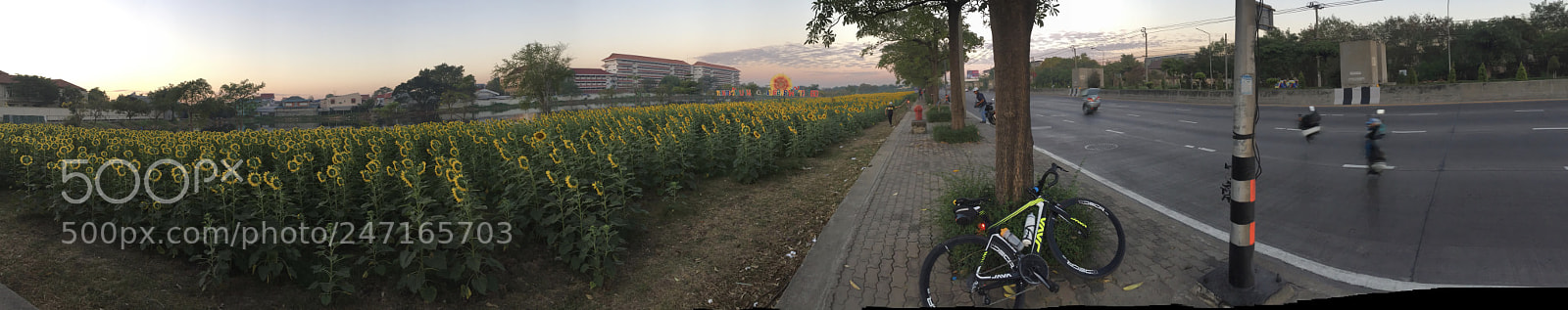 Apple iPhone 6 Plus sample photo. Untitled photography