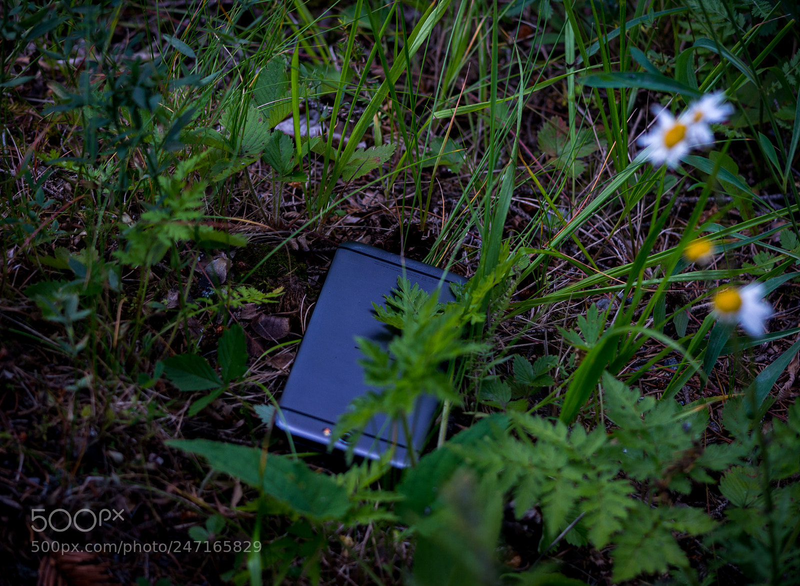 Nikon D5200 sample photo. When nature overcomes... photography