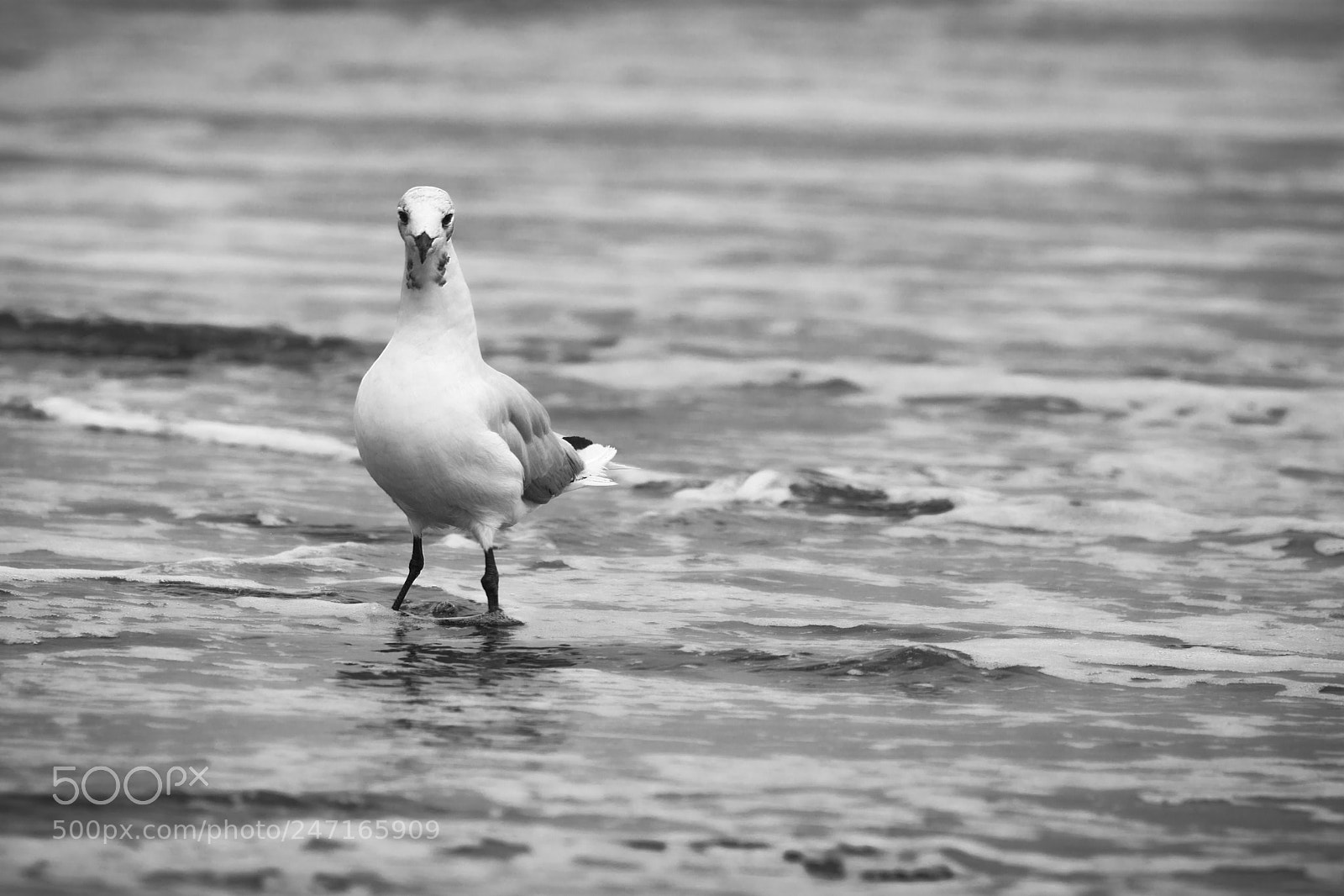Nikon D7100 sample photo. Santo domingo - chile photography