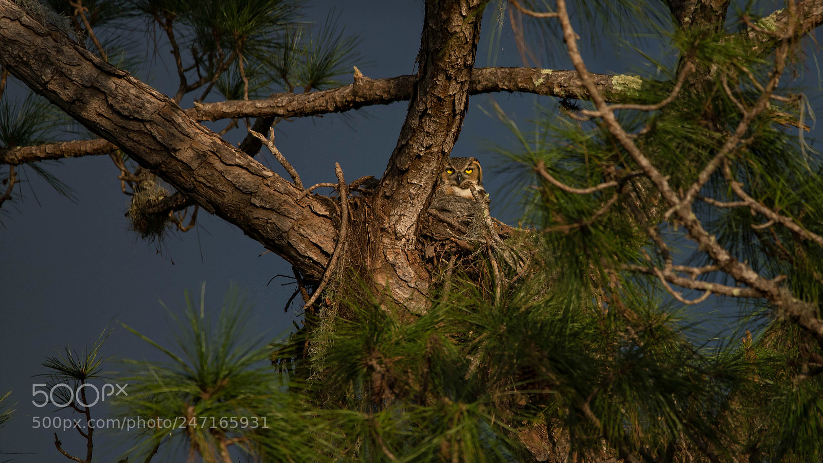 Nikon D500 sample photo. Great horned owl photography