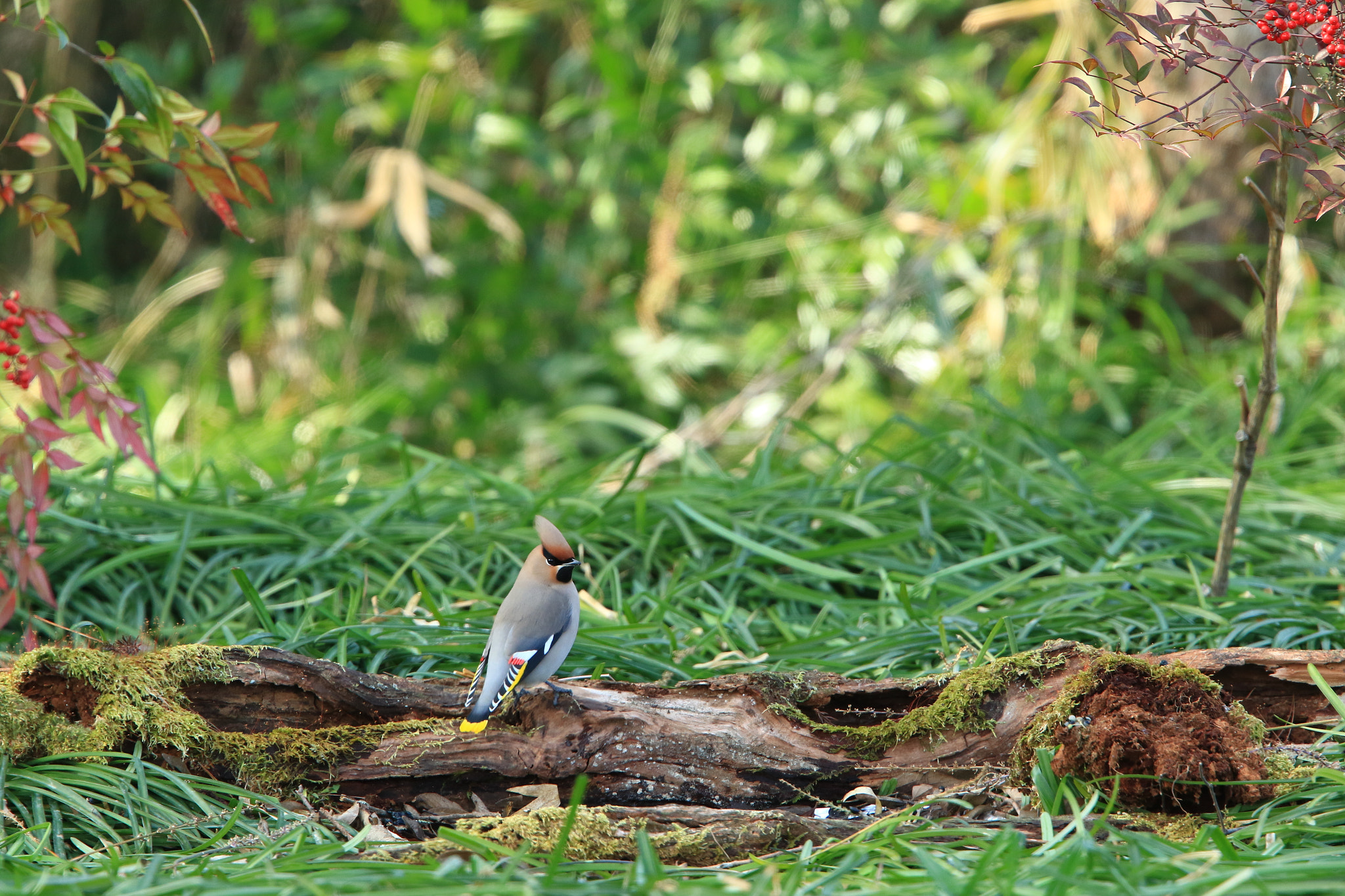 Canon EOS 7D Mark II + Canon EF 400mm F2.8L IS USM sample photo. Bohemian waxwing  キレンジャク photography