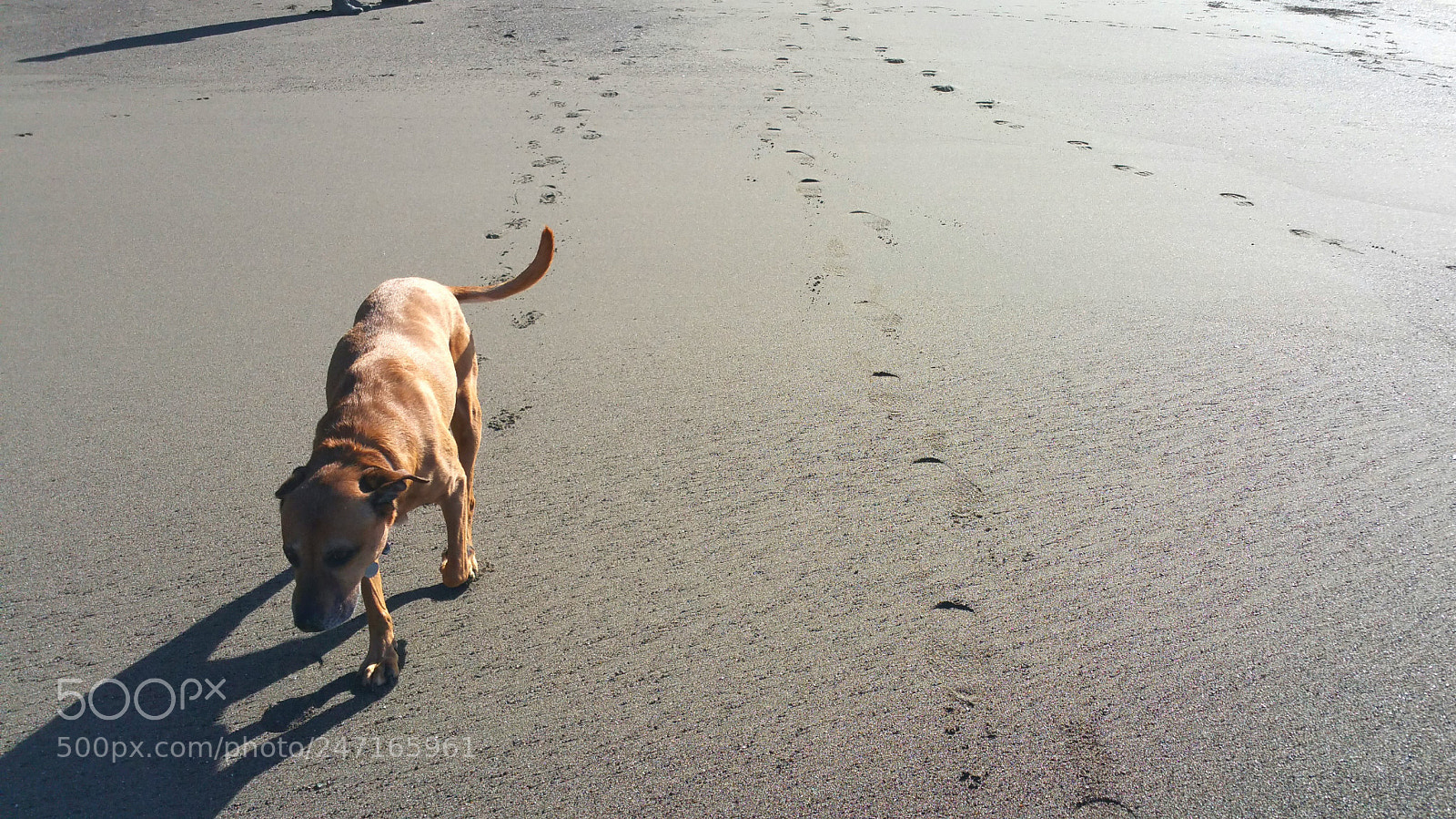 Samsung Galaxy Note4 sample photo. Heading home -tired doggie! photography