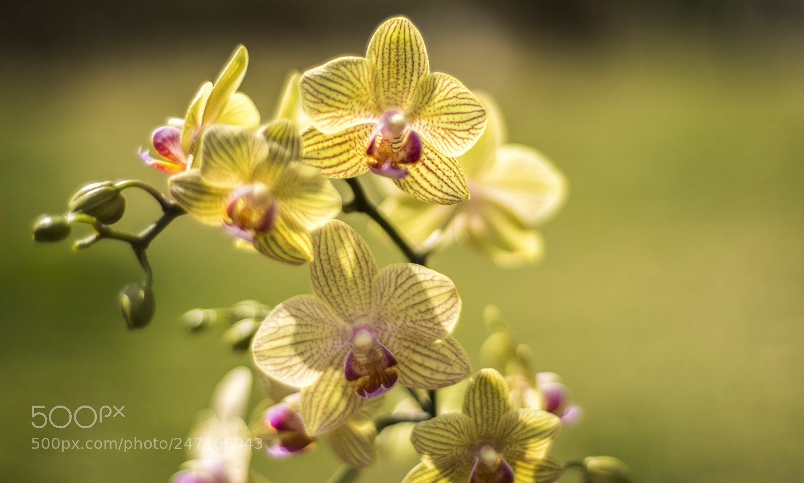 Nikon D810 sample photo. Spring flowers photography