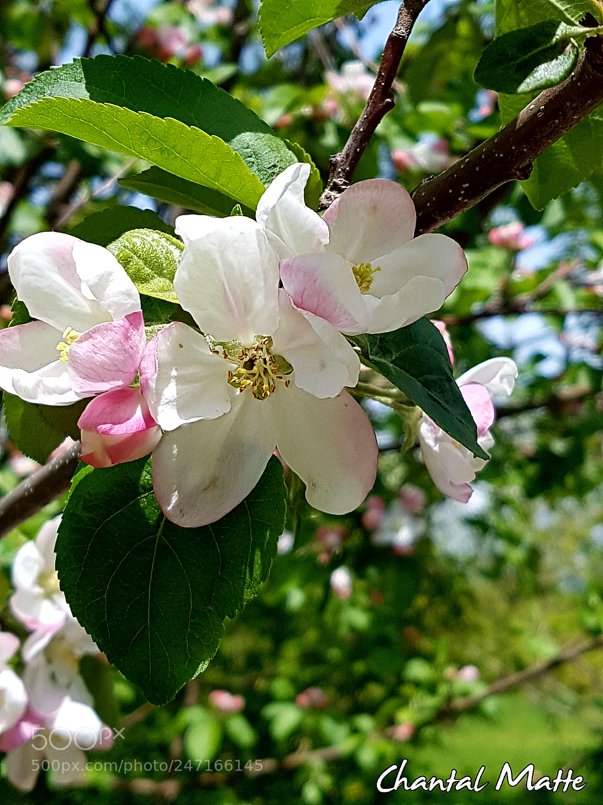 Samsung Galaxy S7 sample photo. Untitled photography