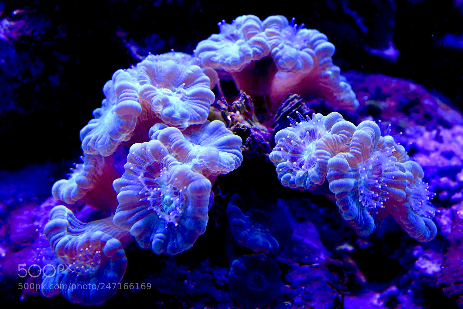Nikon D7500 sample photo. Mushroom of the sea photography