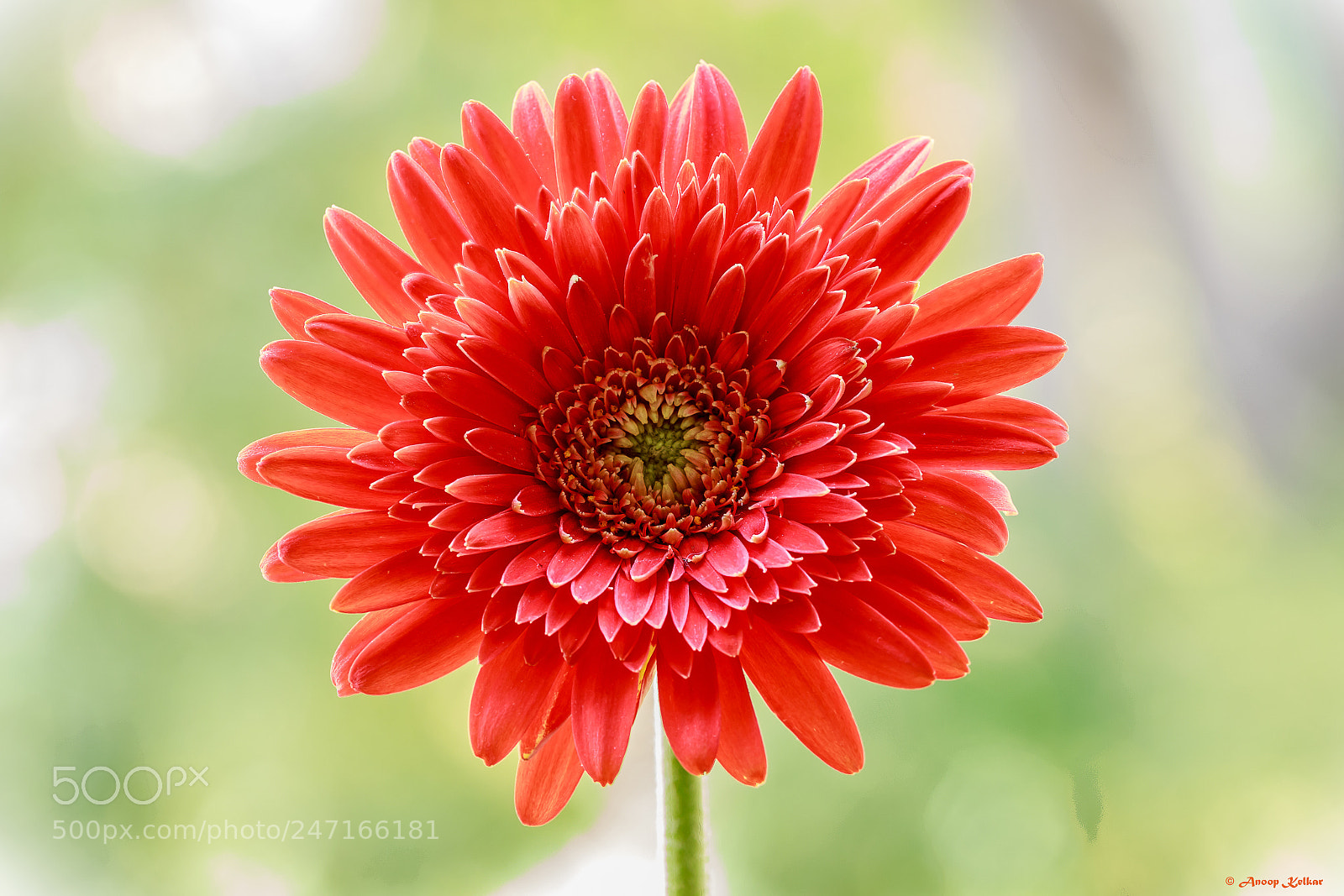 Canon EOS 700D (EOS Rebel T5i / EOS Kiss X7i) sample photo. Smily photography