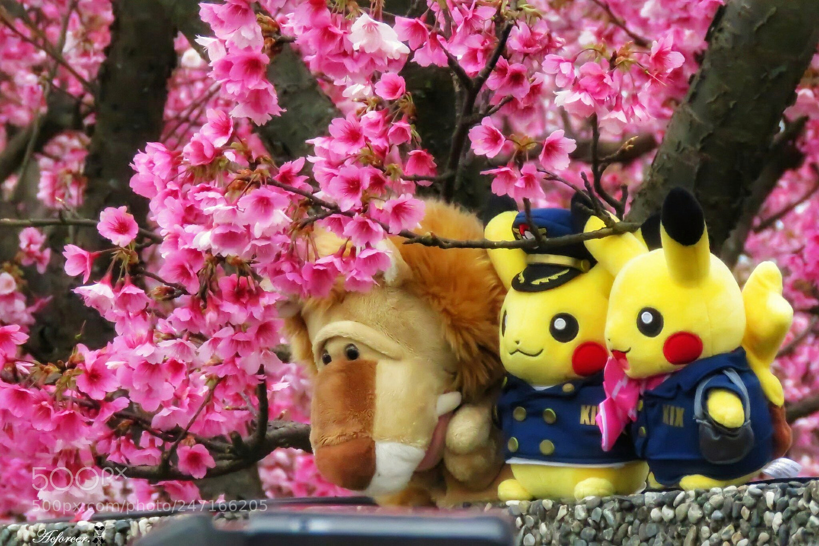 Canon PowerShot SX60 HS sample photo. 櫻花的季節 photography