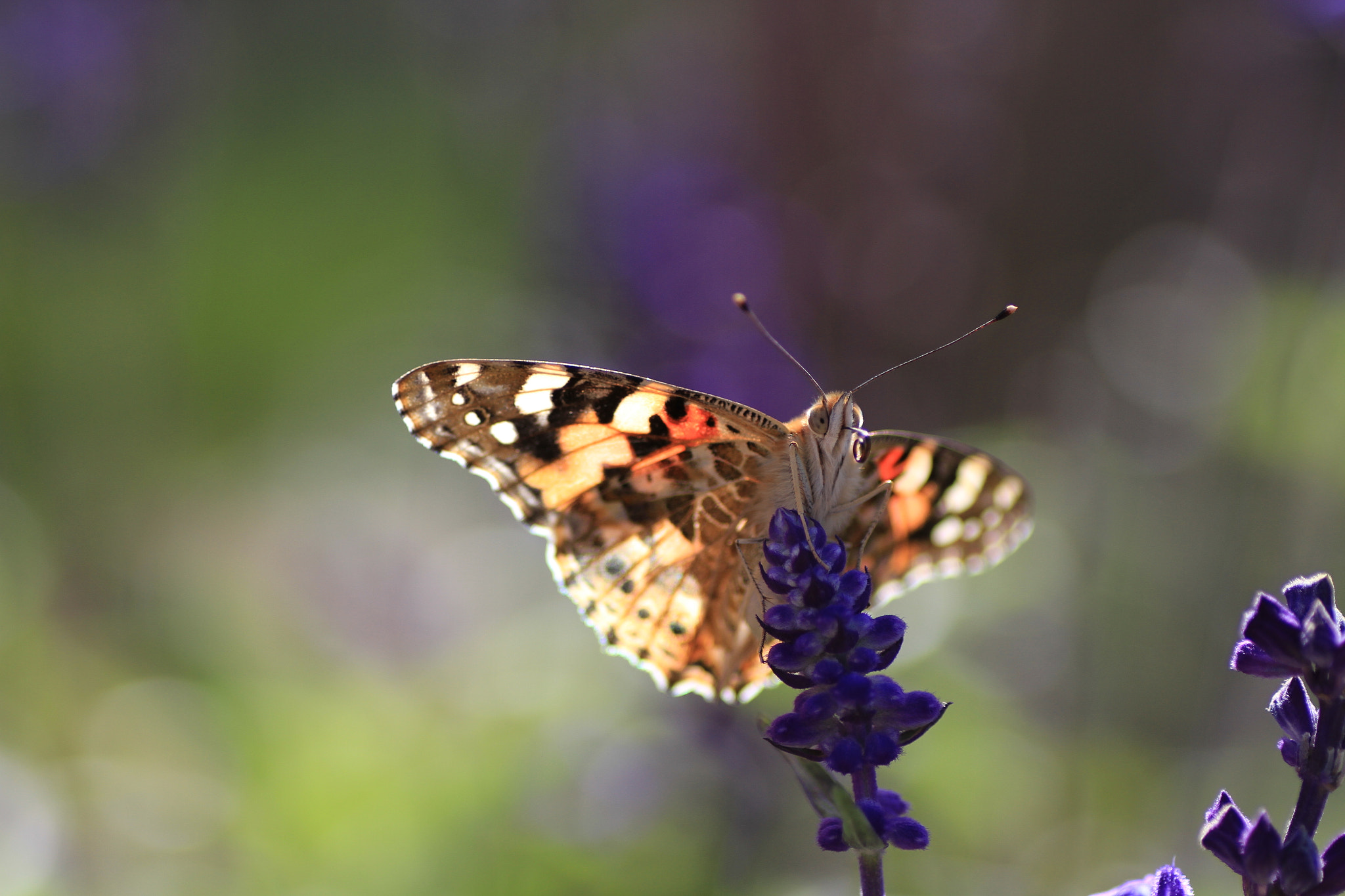 Canon EOS 7D + Tamron SP AF 90mm F2.8 Di Macro sample photo. Butterfly 蝴蝶 photography
