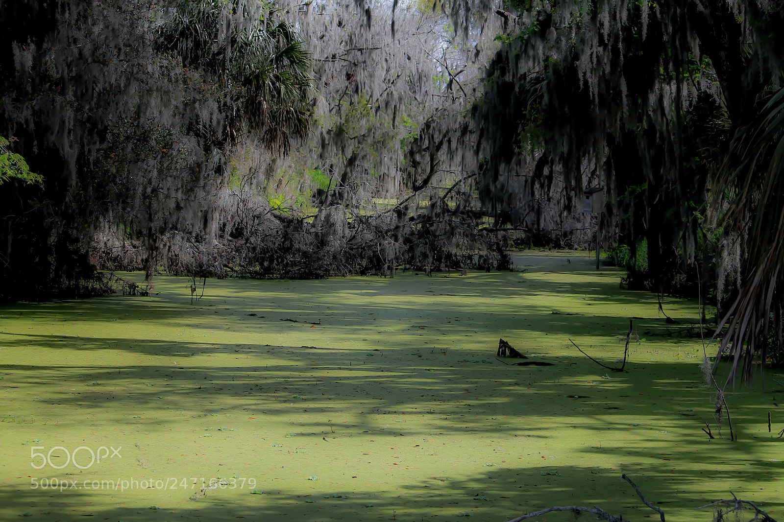 Canon EOS 1100D (EOS Rebel T3 / EOS Kiss X50) sample photo. Swamp area photography