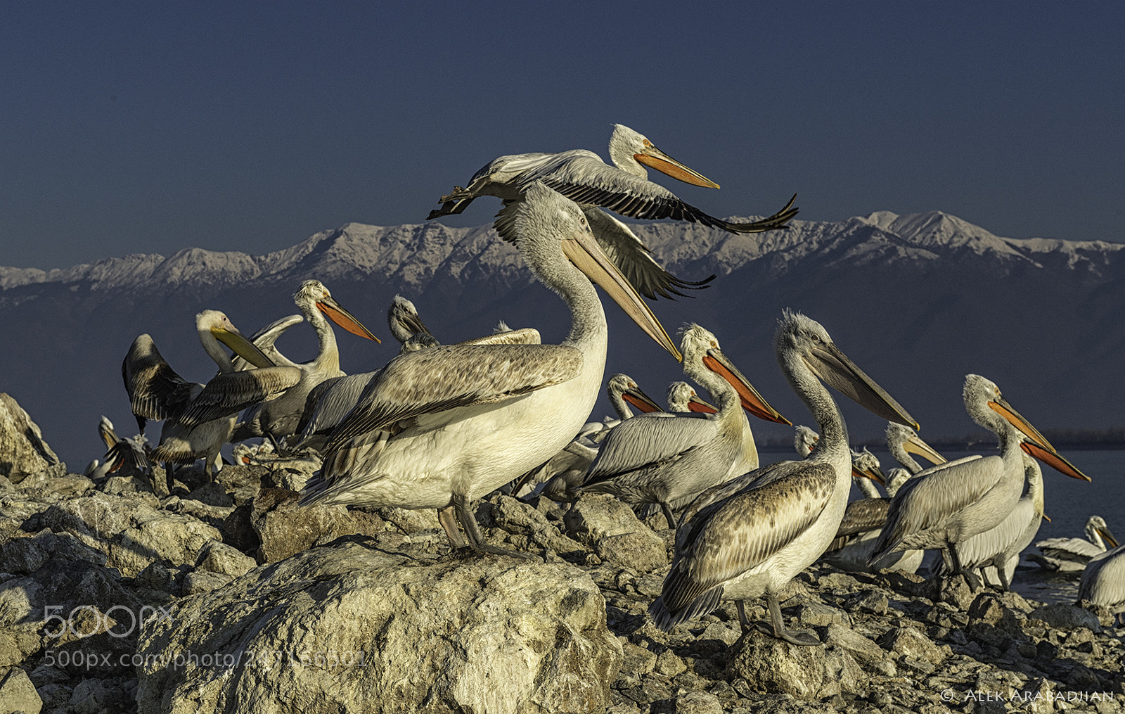Nikon D5 sample photo. The pelican island photography