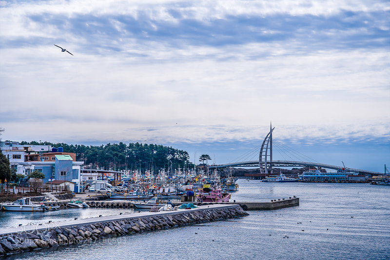 Nikon D500 sample photo. Seogwipo harbor, jeju island. photography