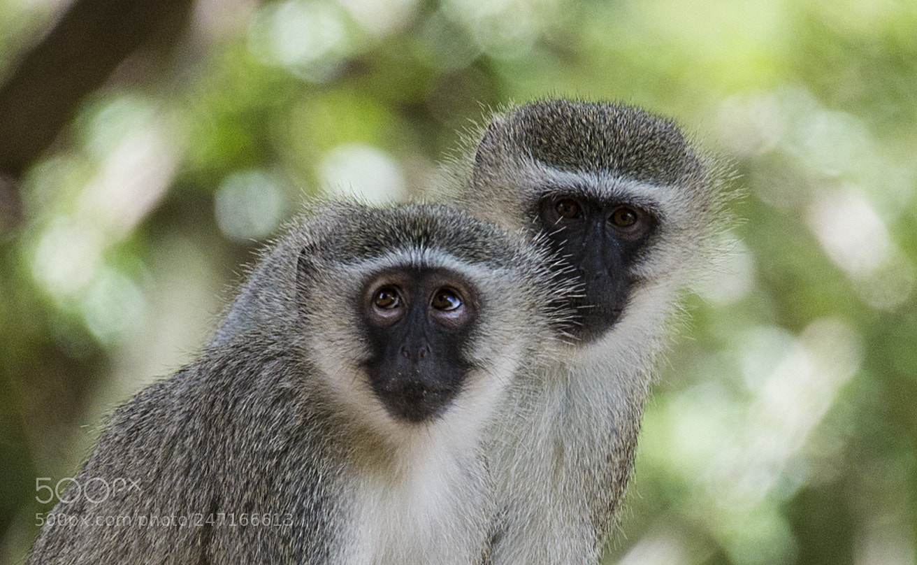 Nikon D610 sample photo. Monkey photography