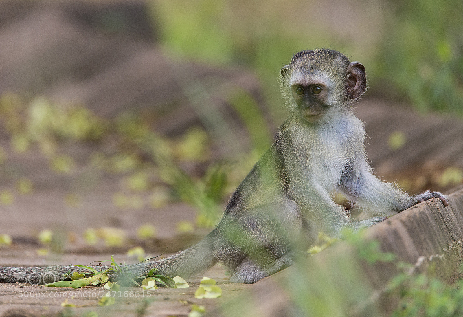Nikon D610 sample photo. Monkey photography