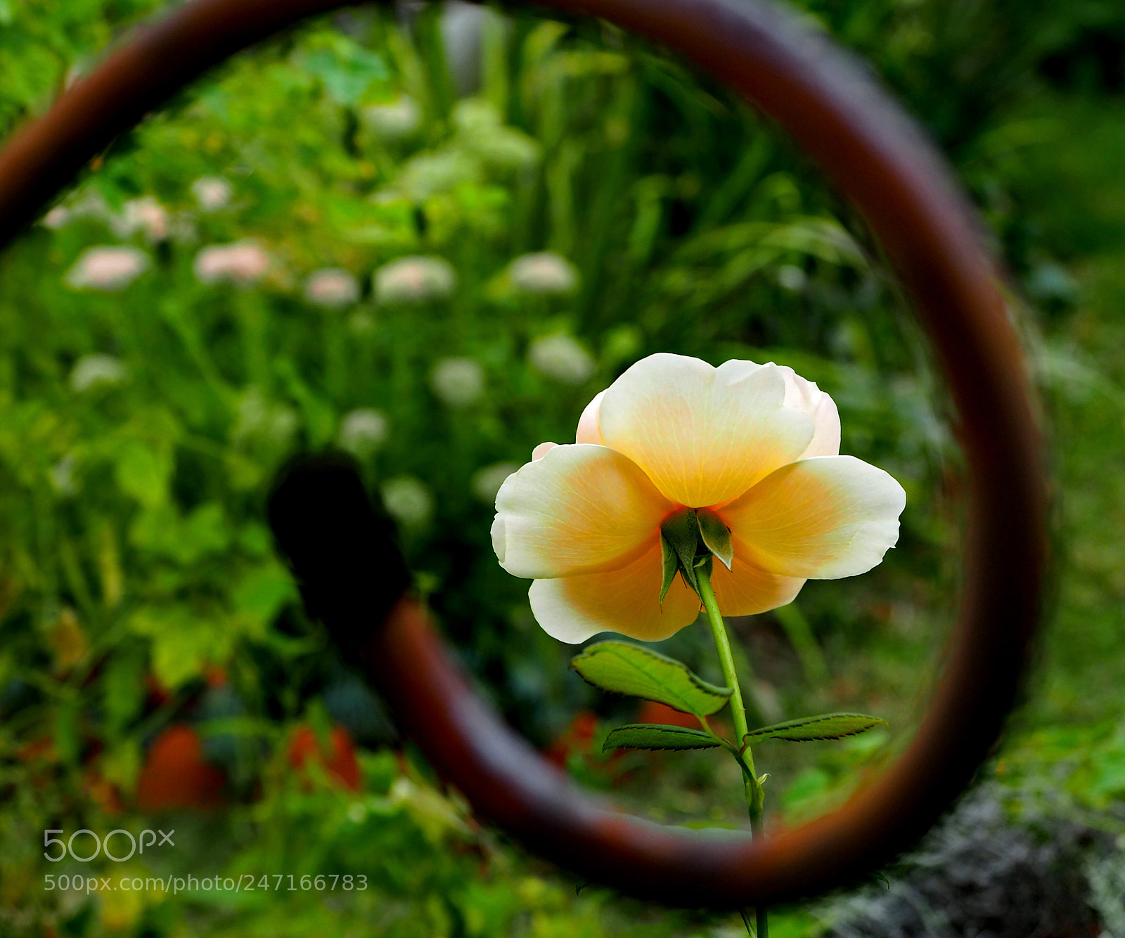 Olympus OM-D E-M5 II sample photo. A ring around a photography
