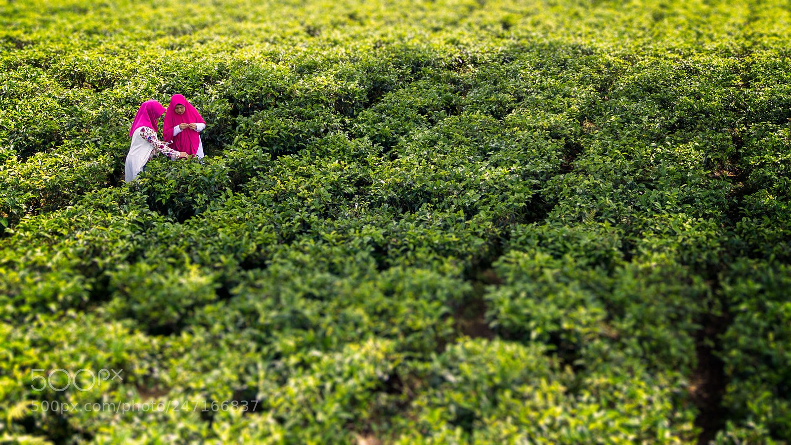 Sony SLT-A77 sample photo. Ladies of the tea photography