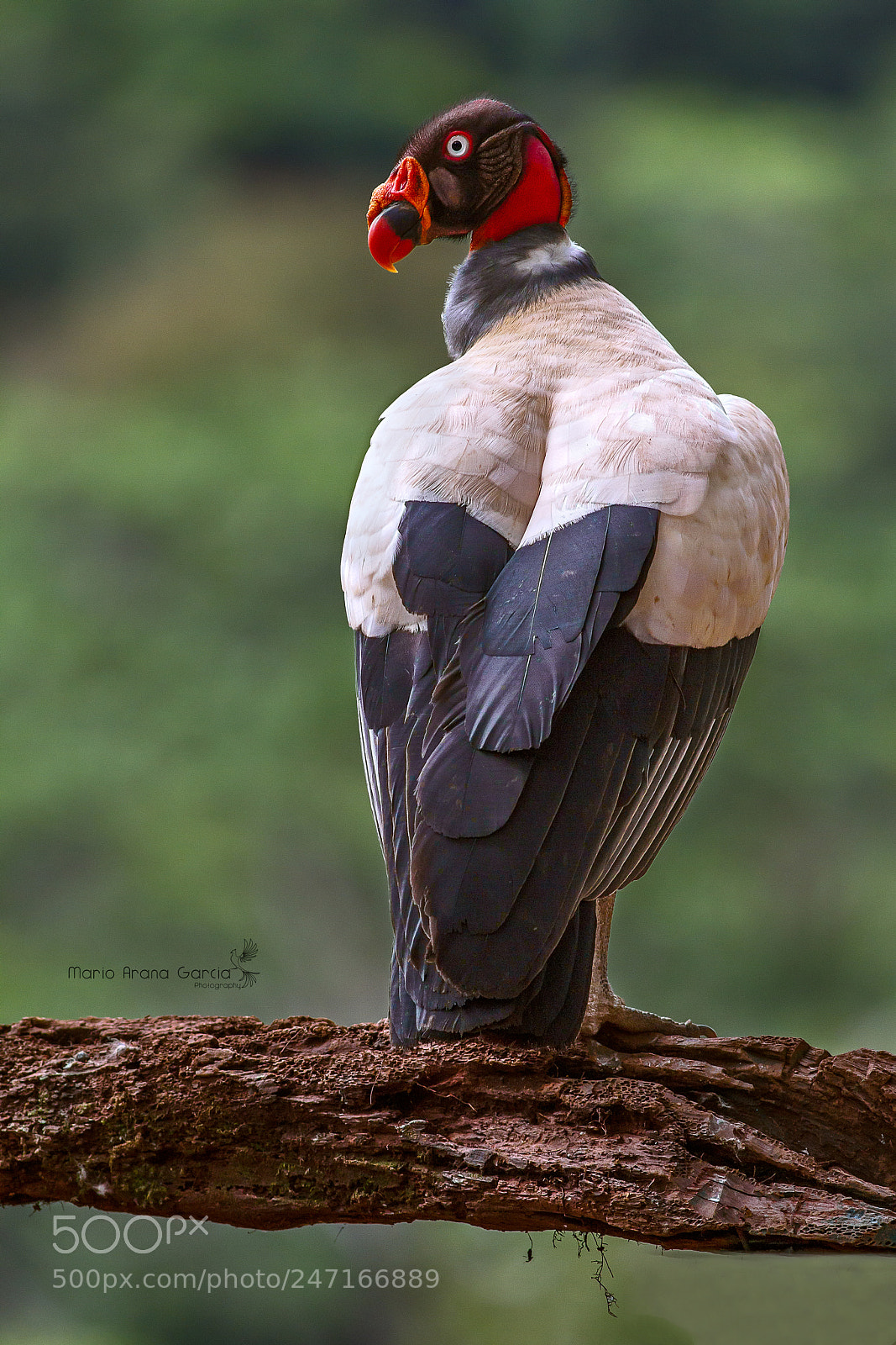 Canon EOS 7D sample photo. King vulture photography