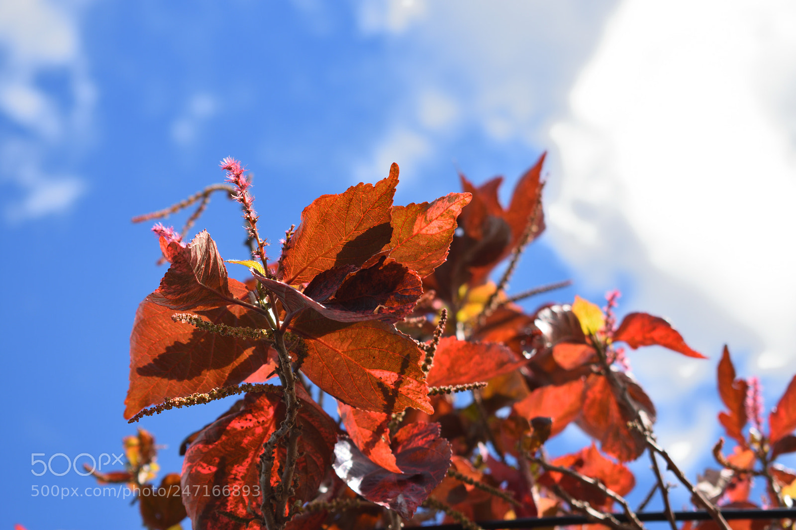 Nikon D3400 sample photo. Leaf photography
