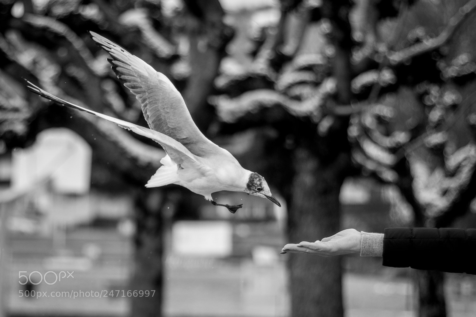 Canon EOS 80D sample photo. Doves at the lakeside photography