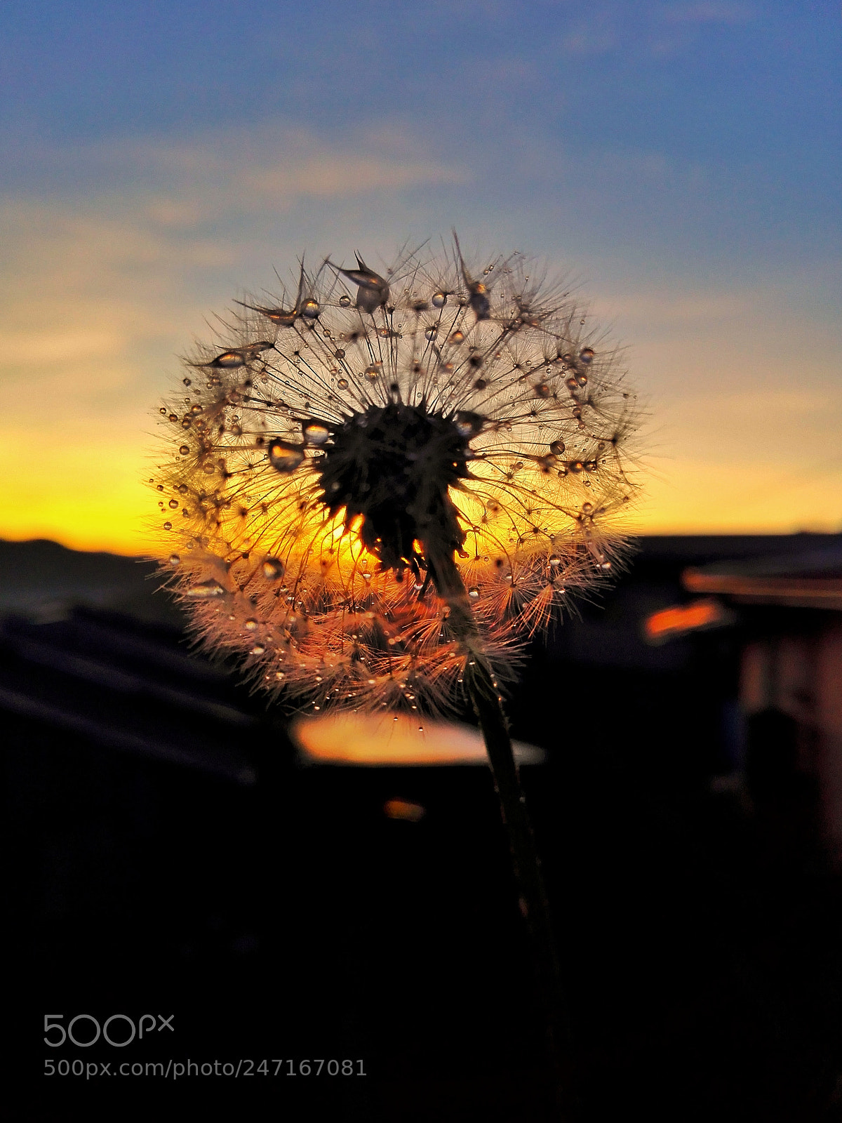 HUAWEI Y6II sample photo. Dandelion with dew photography