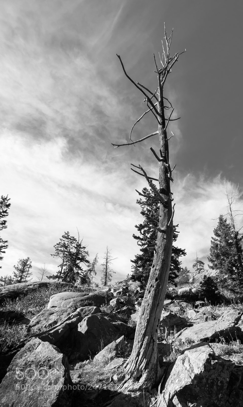Canon EOS 80D sample photo. Still standing photography