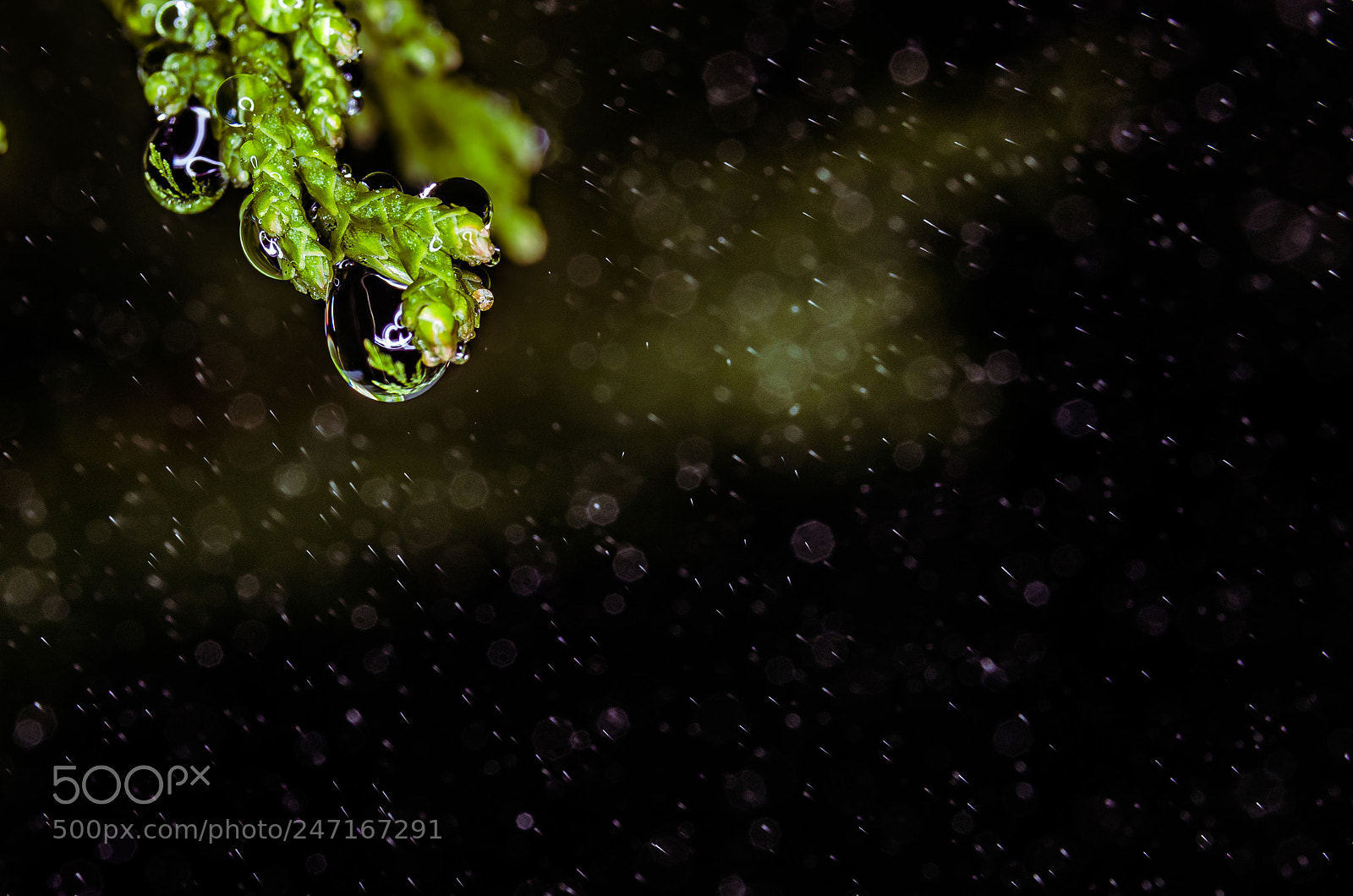 Pentax K-5 II sample photo. Raindrops in the morning photography