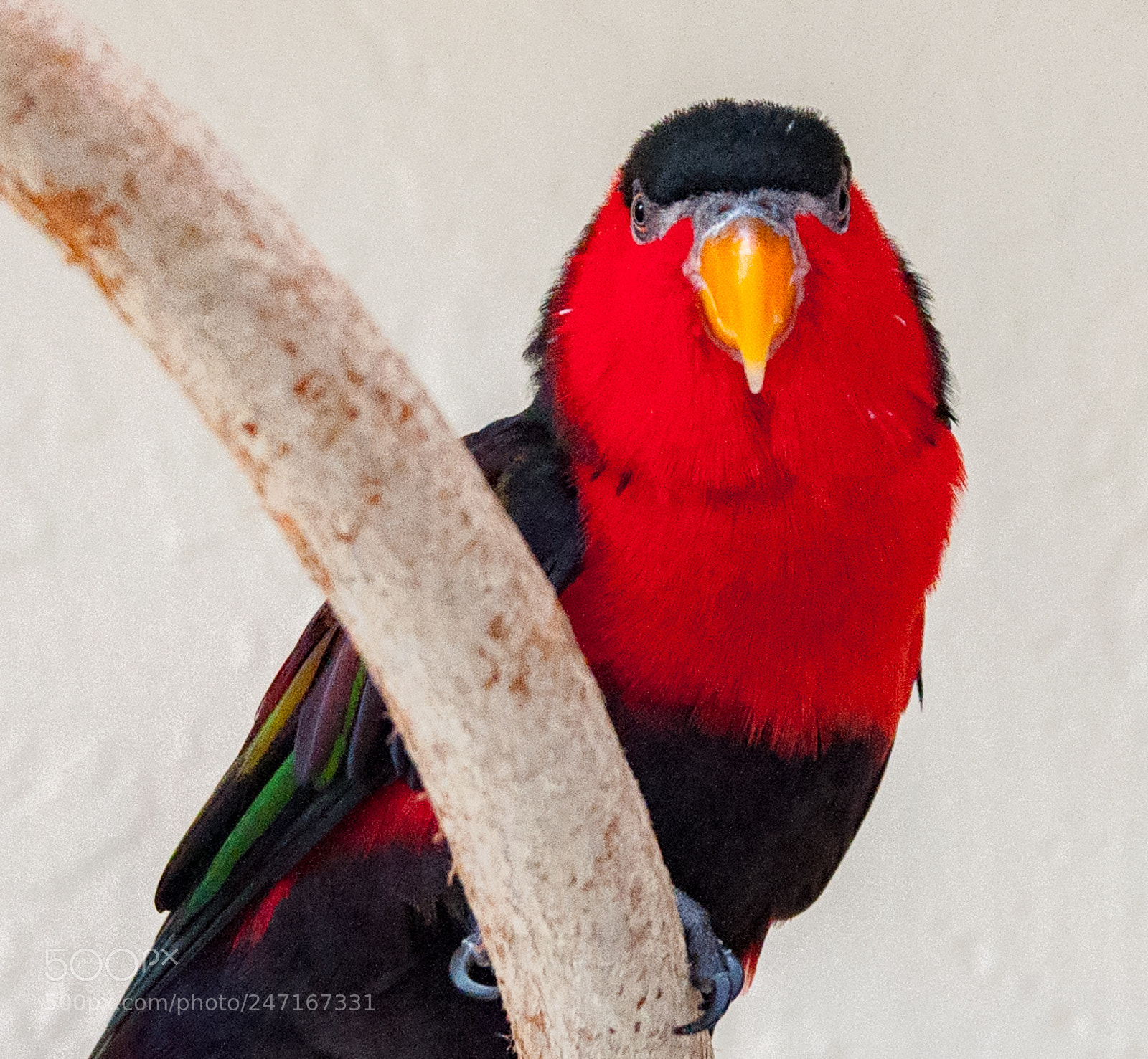 Nikon D90 sample photo. Whatcha looking at?! photography