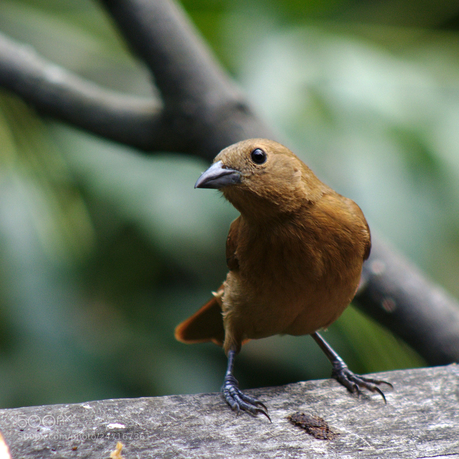 Canon EOS 1200D (EOS Rebel T5 / EOS Kiss X70 / EOS Hi) sample photo. Aves de cali photography