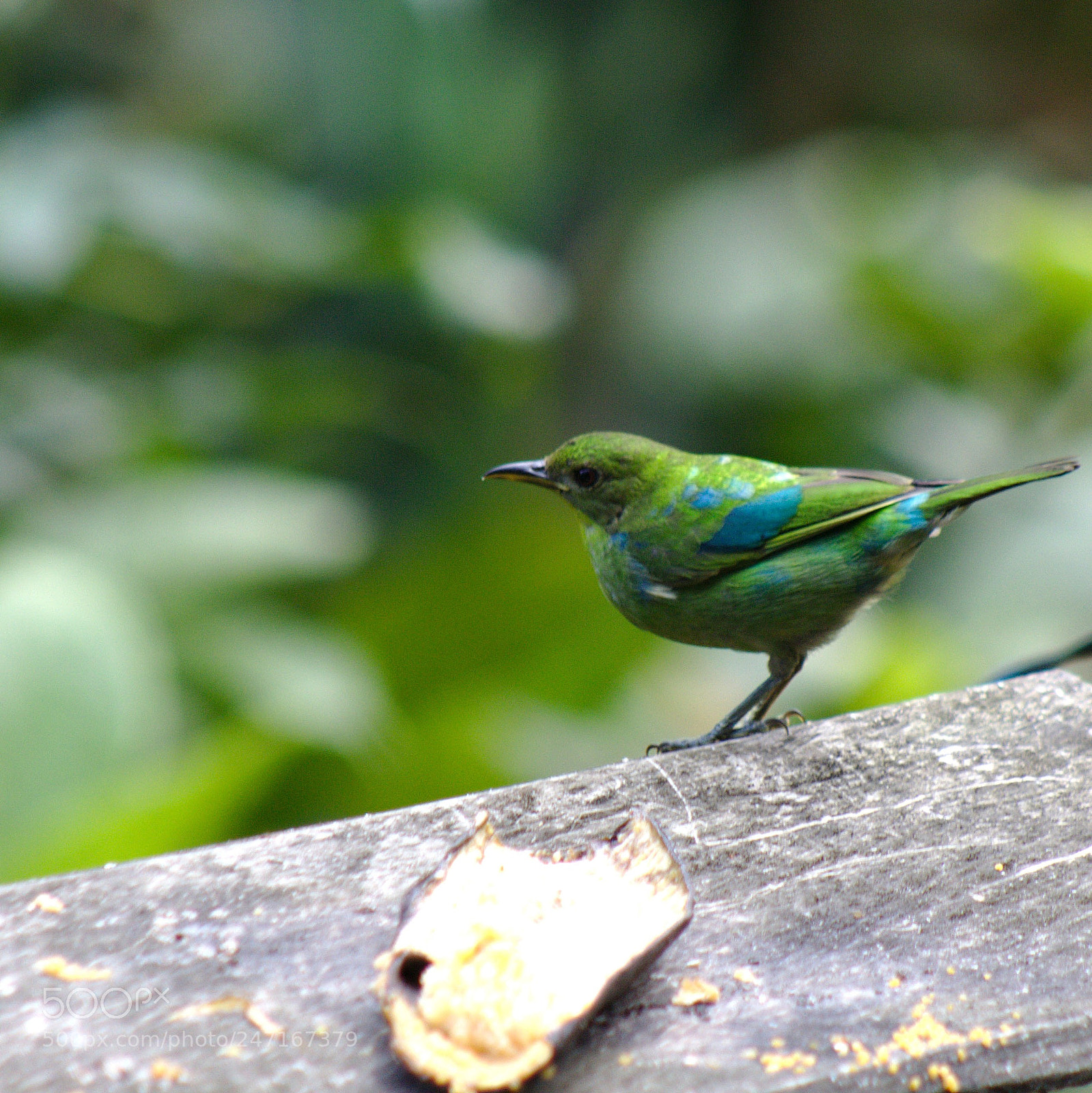 Canon EOS 1200D (EOS Rebel T5 / EOS Kiss X70 / EOS Hi) sample photo. Aves de cali photography