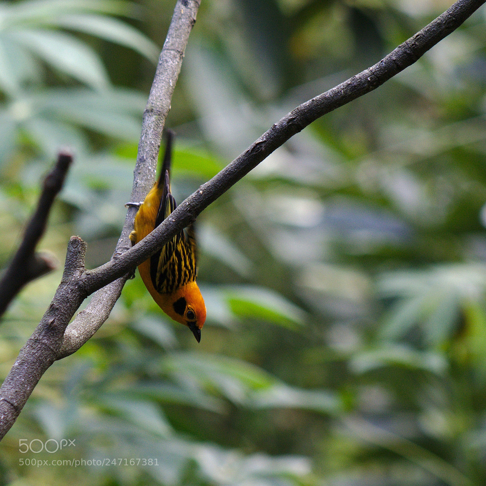 Canon EOS 1200D (EOS Rebel T5 / EOS Kiss X70 / EOS Hi) sample photo. Aves de cali photography