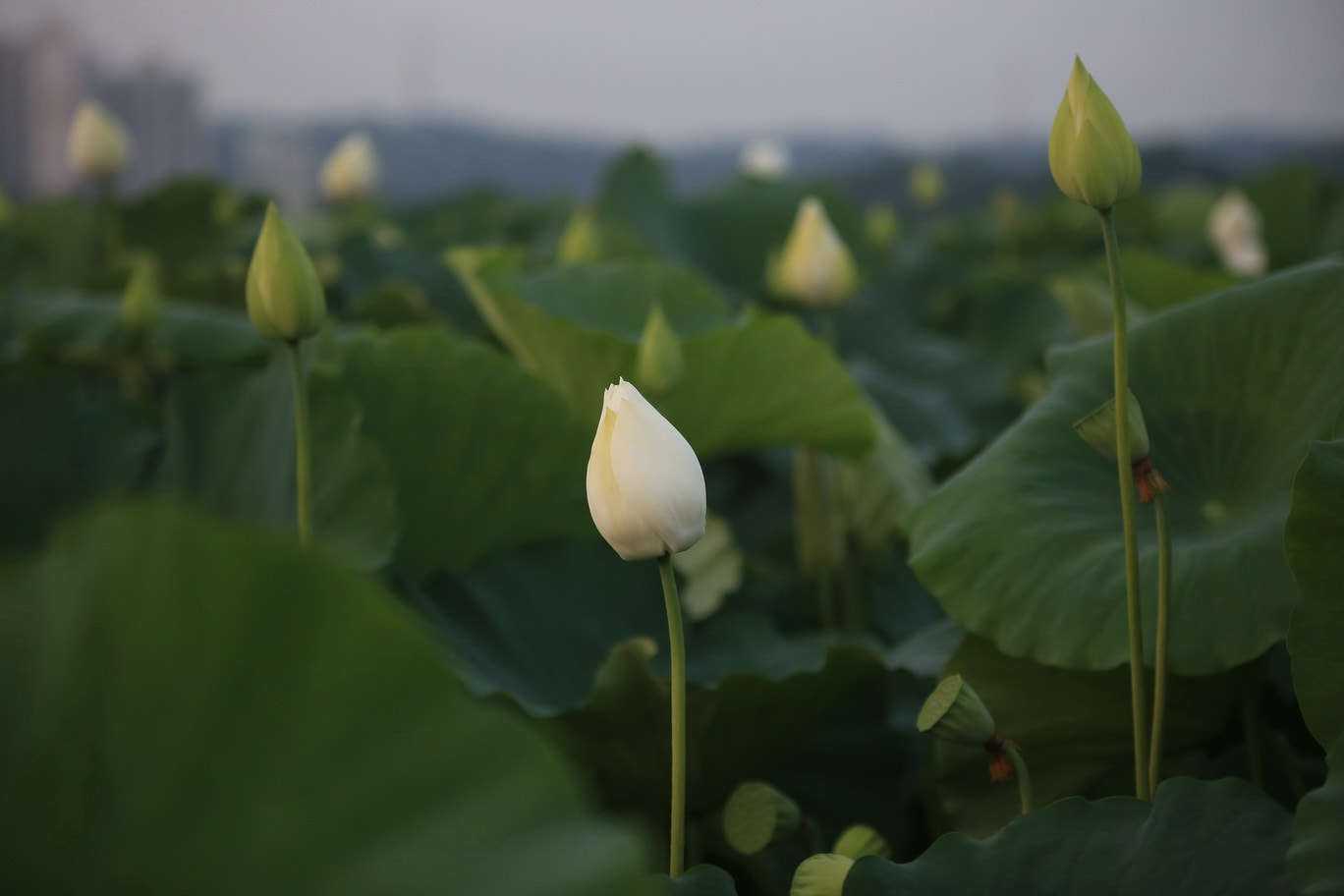 Sigma 70-200mm F2.8 EX DG OS HSM sample photo. Lotus flower photography