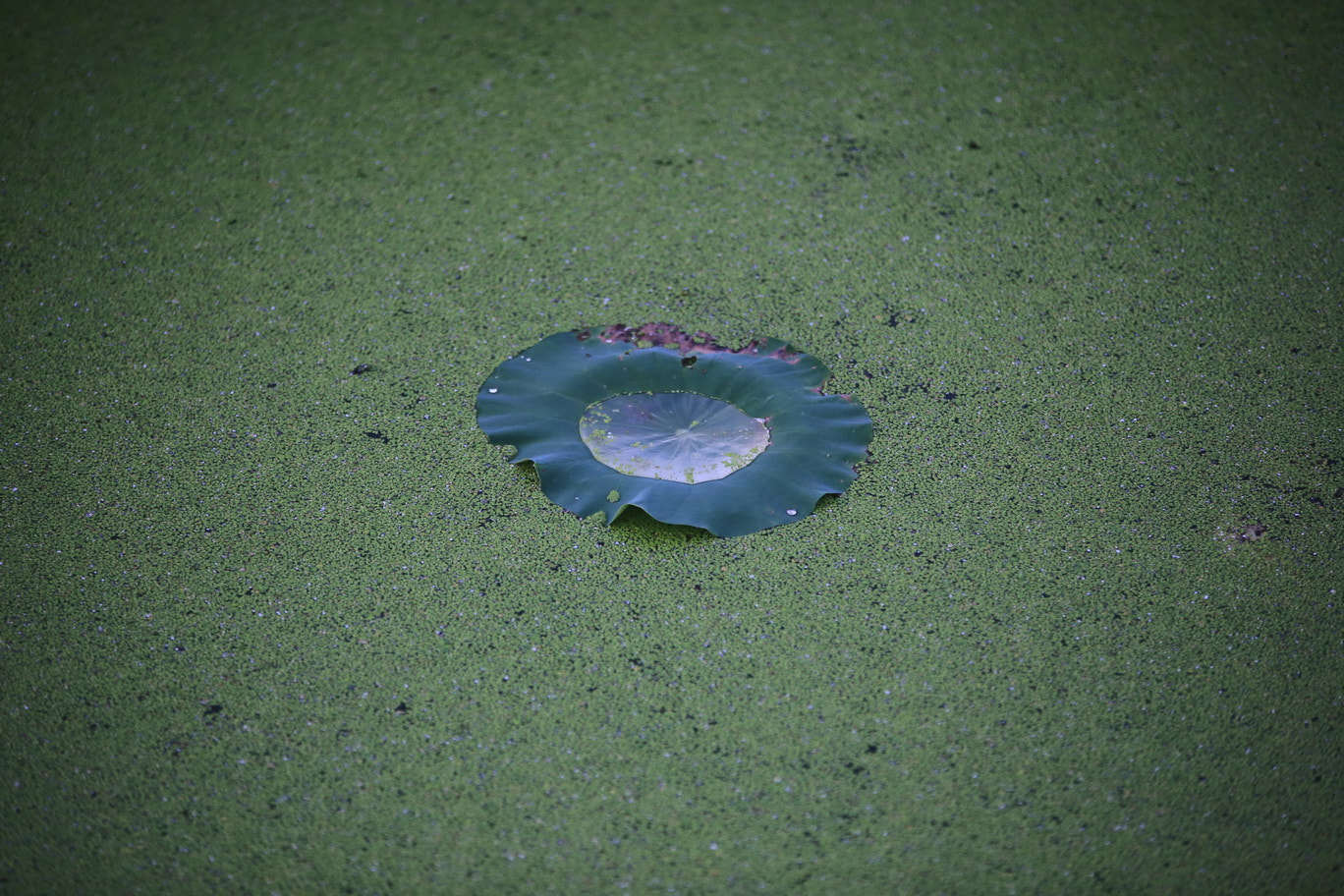 Sigma 70-200mm F2.8 EX DG OS HSM sample photo. Lotus leaves photography