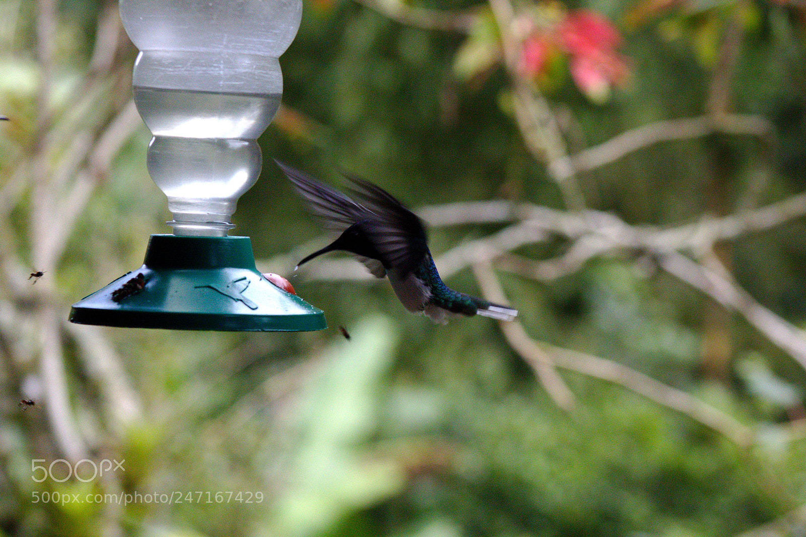 Canon EOS 1200D (EOS Rebel T5 / EOS Kiss X70 / EOS Hi) sample photo. Aves de cali photography