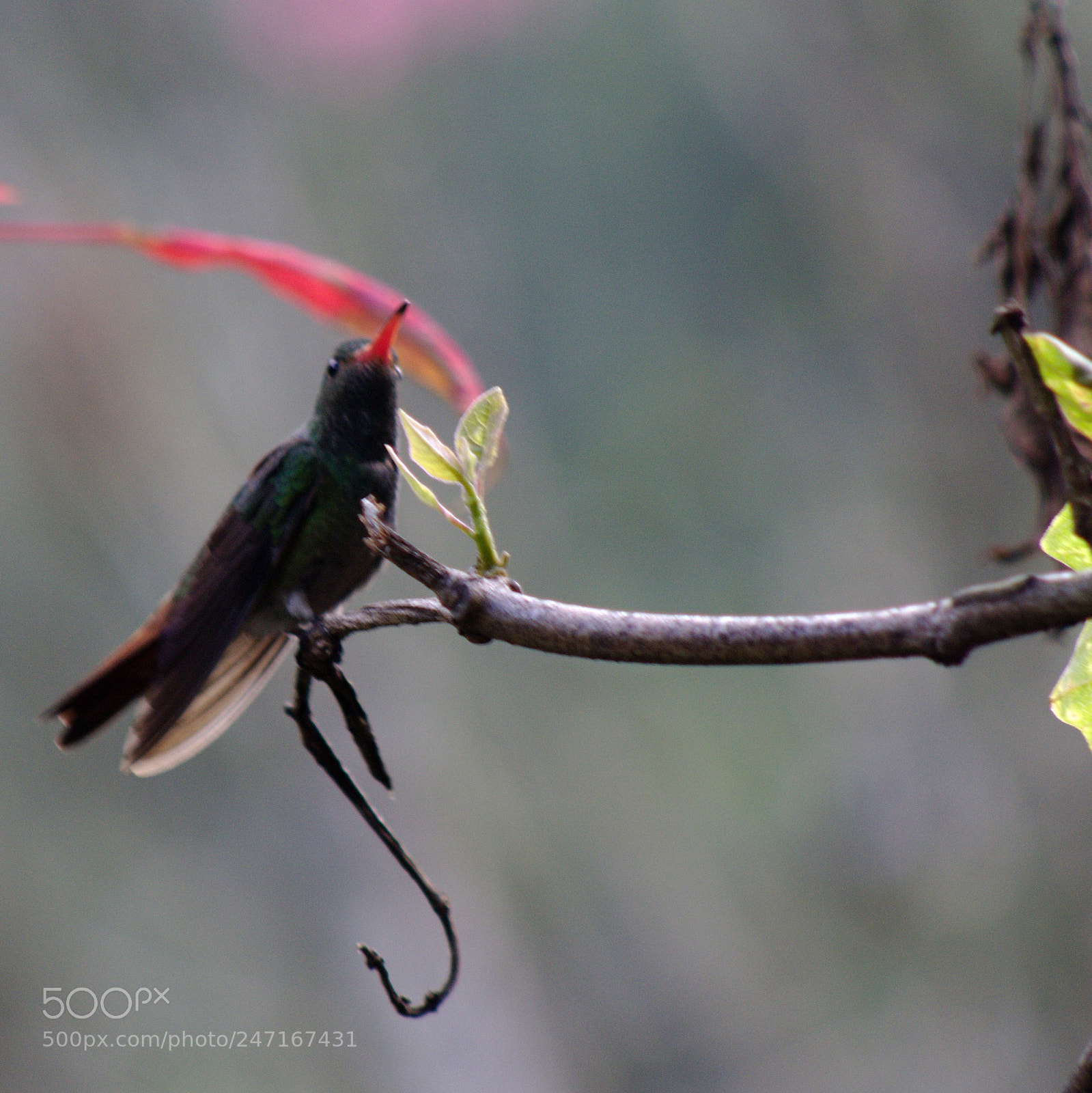 Canon EOS 1200D (EOS Rebel T5 / EOS Kiss X70 / EOS Hi) sample photo. Aves de cali photography