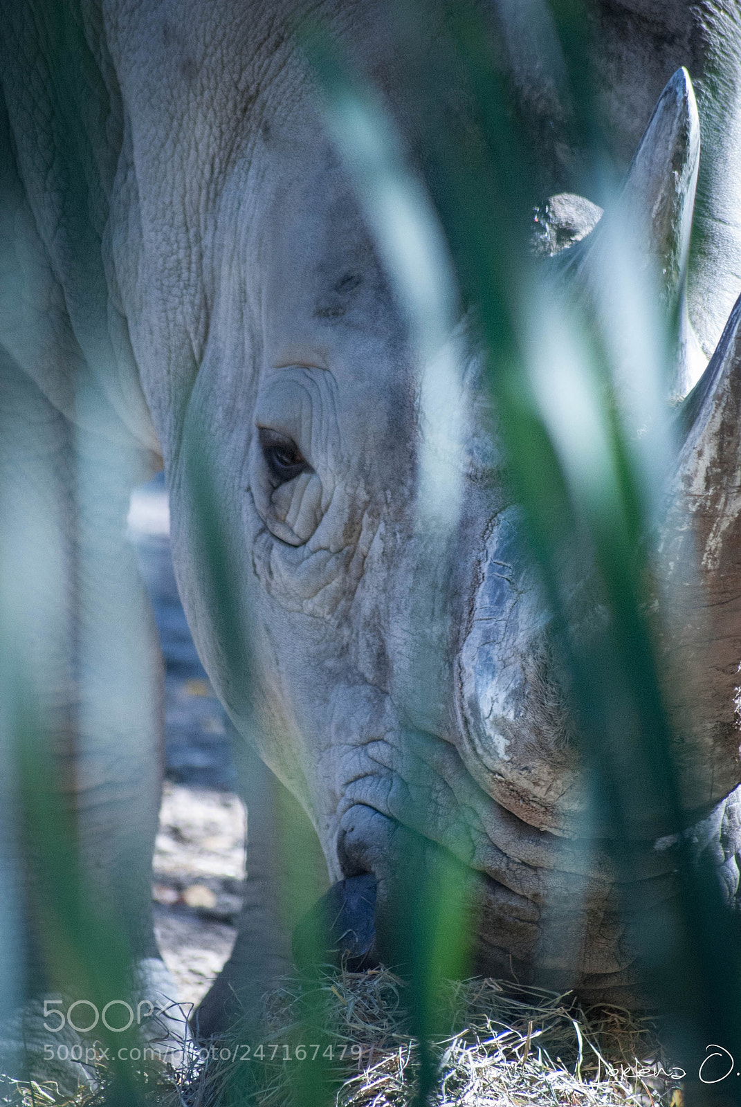Nikon D3000 sample photo. Rhino photography