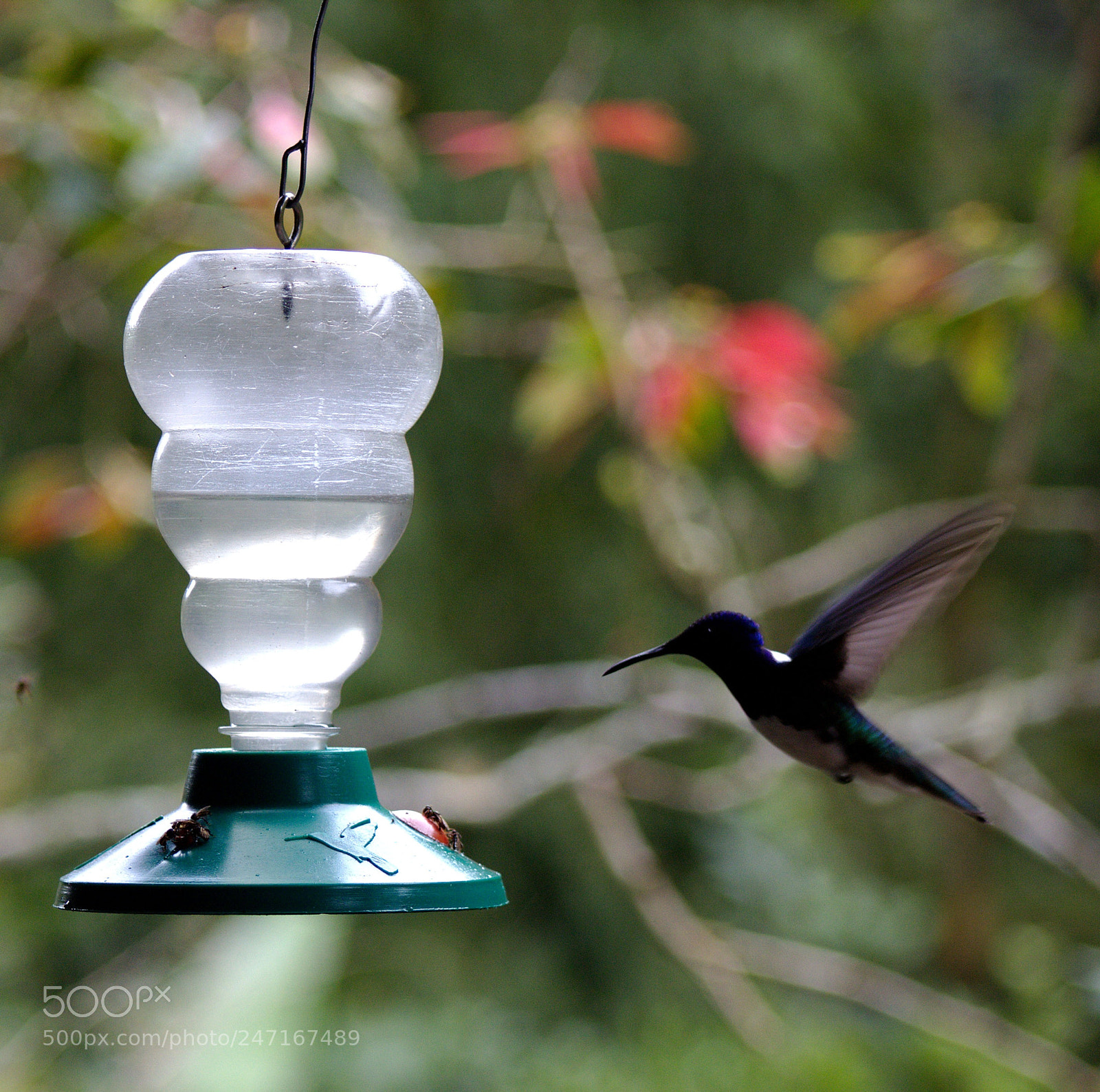 Canon EOS 1200D (EOS Rebel T5 / EOS Kiss X70 / EOS Hi) sample photo. Aves de cali photography