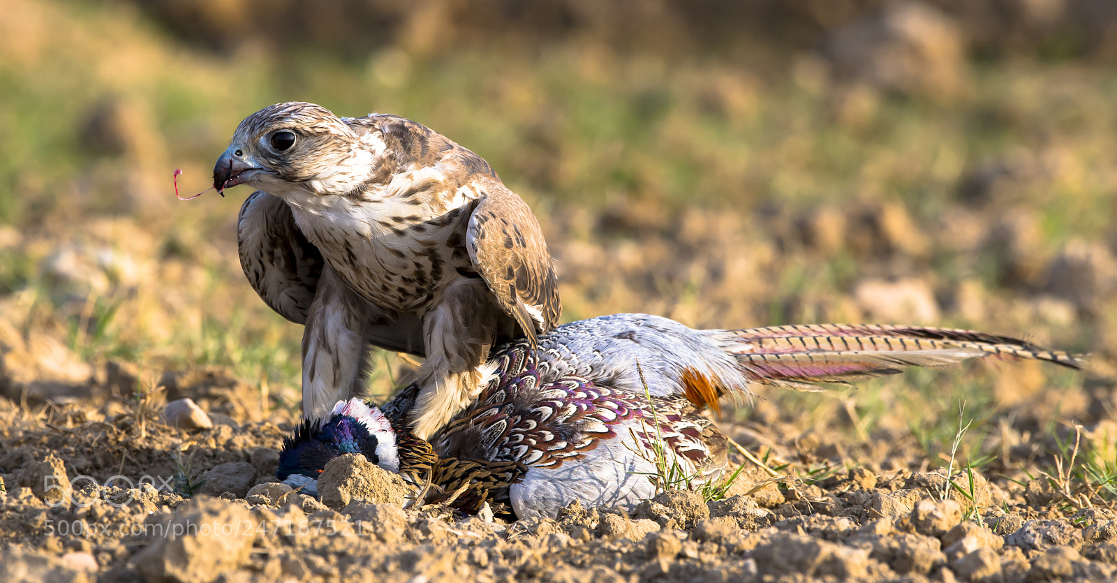Nikon D850 sample photo. Natural instinct to hunt photography