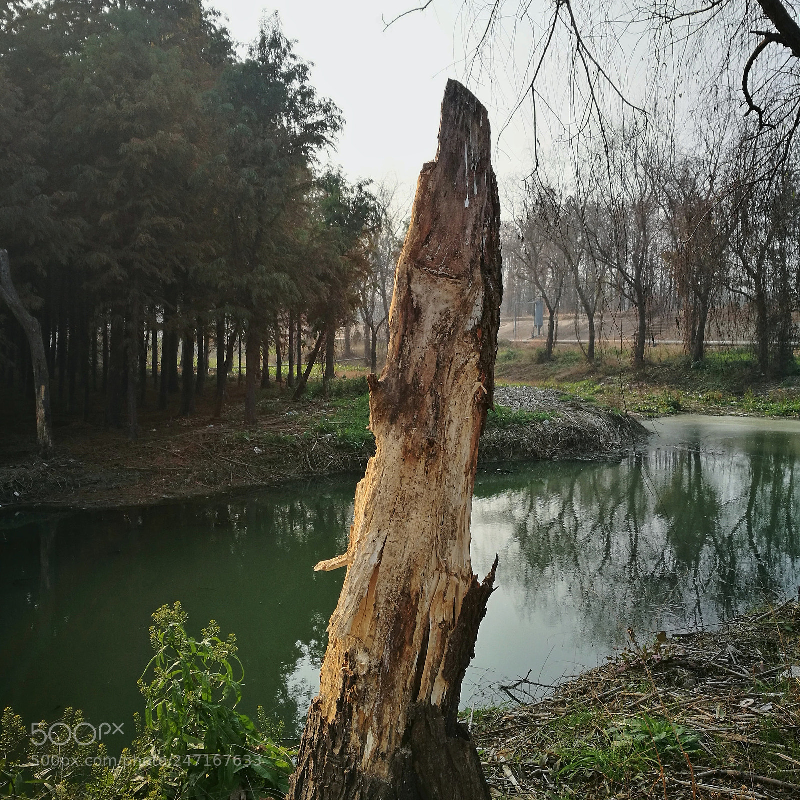 HUAWEI P9 sample photo. 枯树 photography