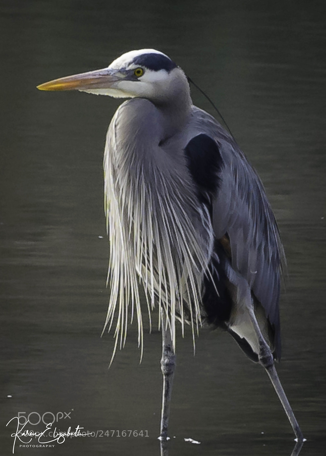 Nikon D600 sample photo. Great blue heron portrait photography