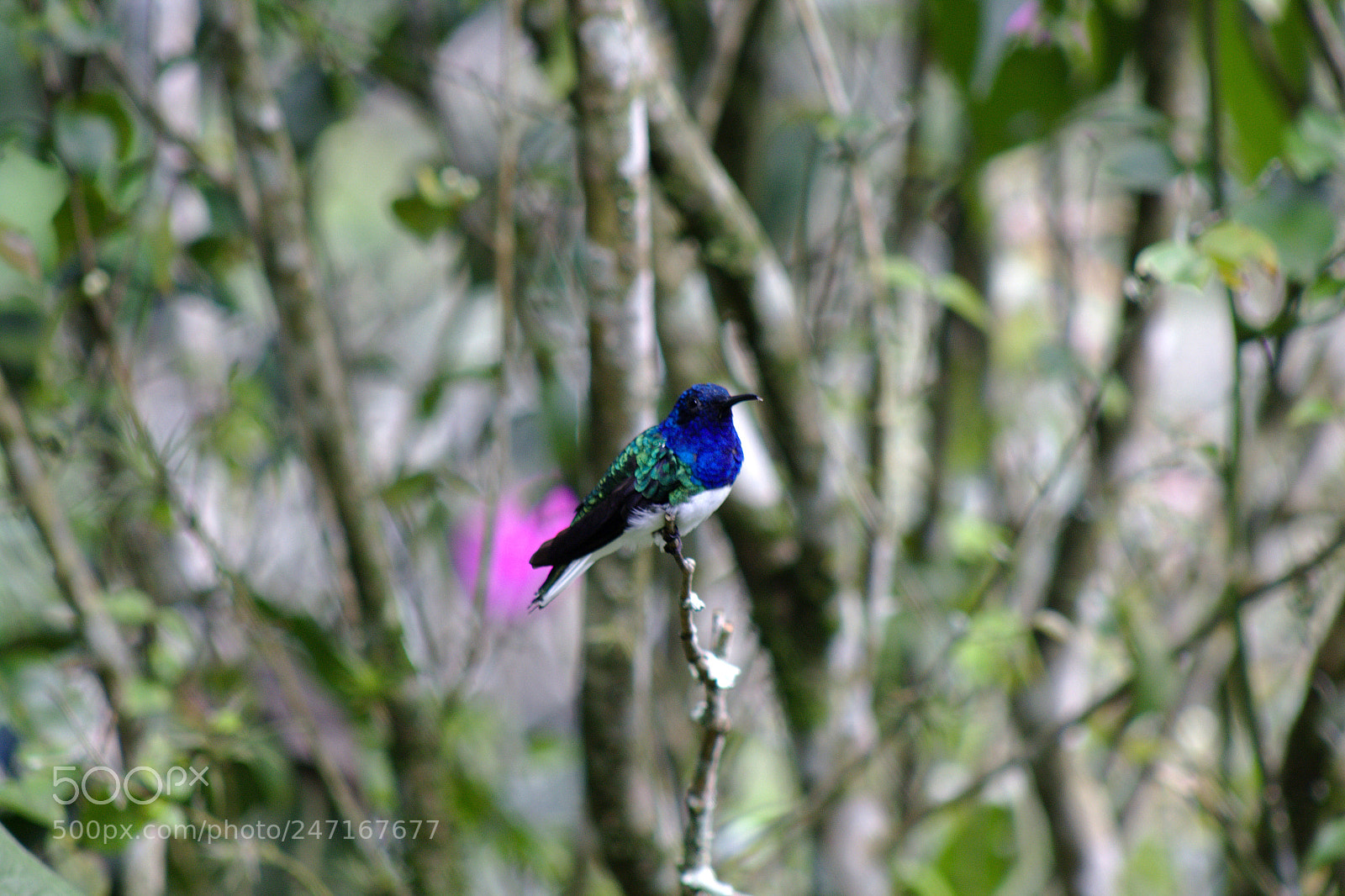 Canon EOS 1200D (EOS Rebel T5 / EOS Kiss X70 / EOS Hi) sample photo. Aves de cali photography
