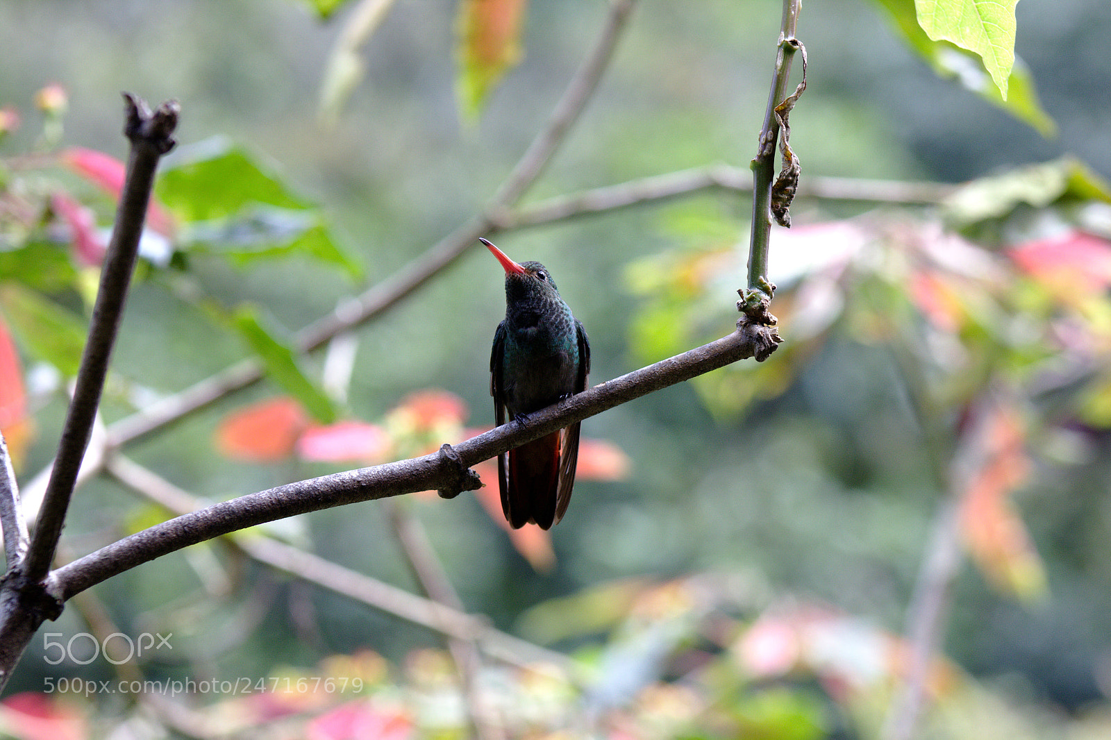 Canon EOS 1200D (EOS Rebel T5 / EOS Kiss X70 / EOS Hi) sample photo. Aves de cali photography