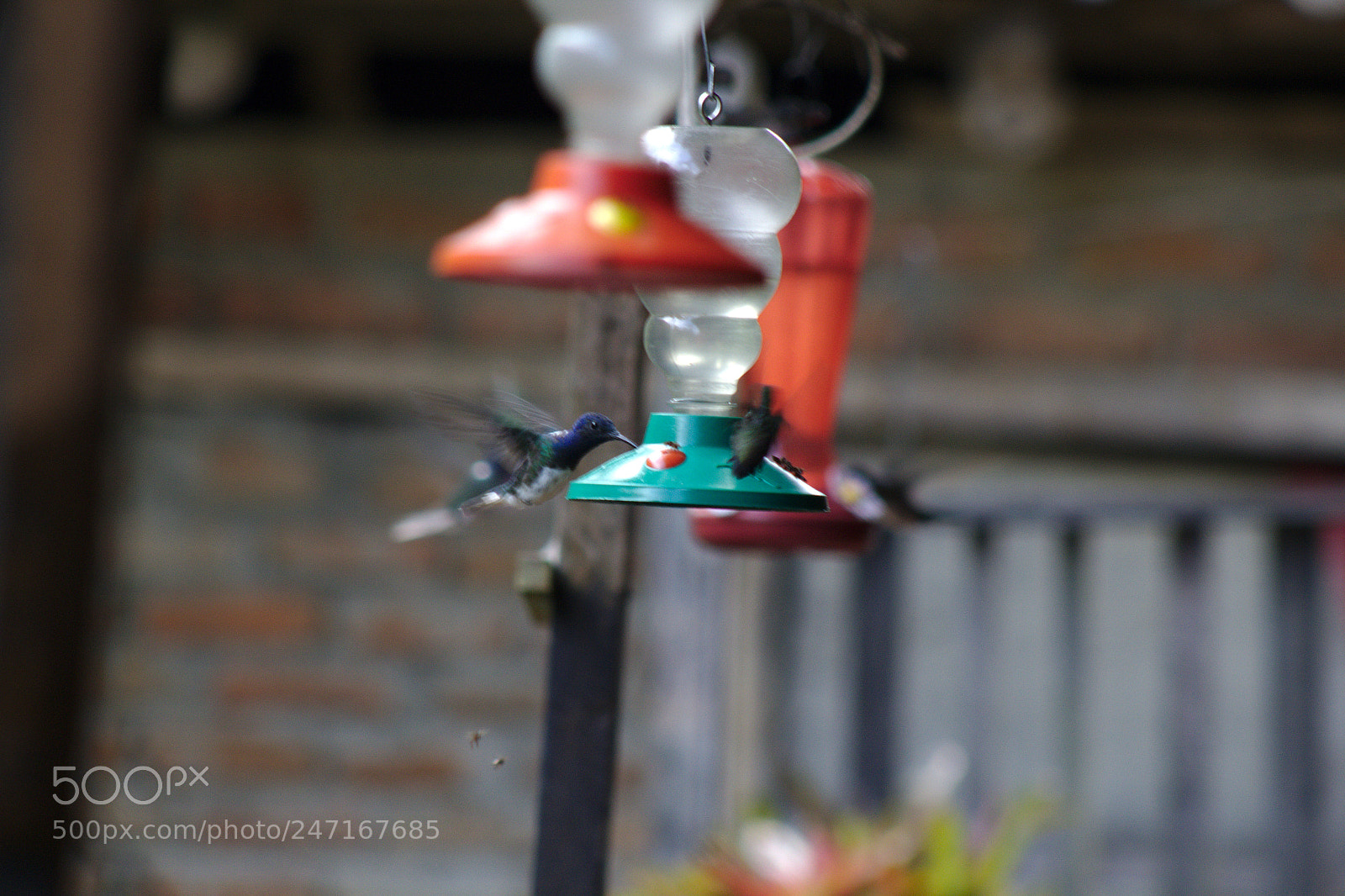 Canon EOS 1200D (EOS Rebel T5 / EOS Kiss X70 / EOS Hi) sample photo. Aves de cali photography