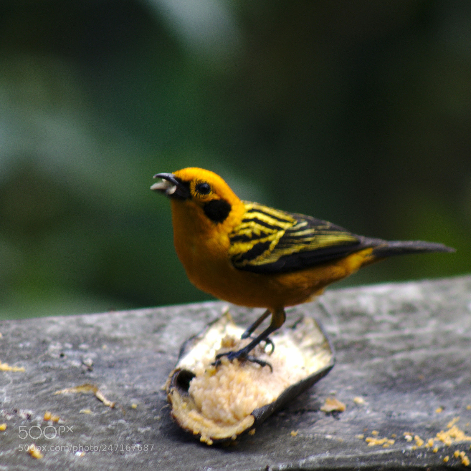 Canon EOS 1200D (EOS Rebel T5 / EOS Kiss X70 / EOS Hi) sample photo. Aves de cali photography