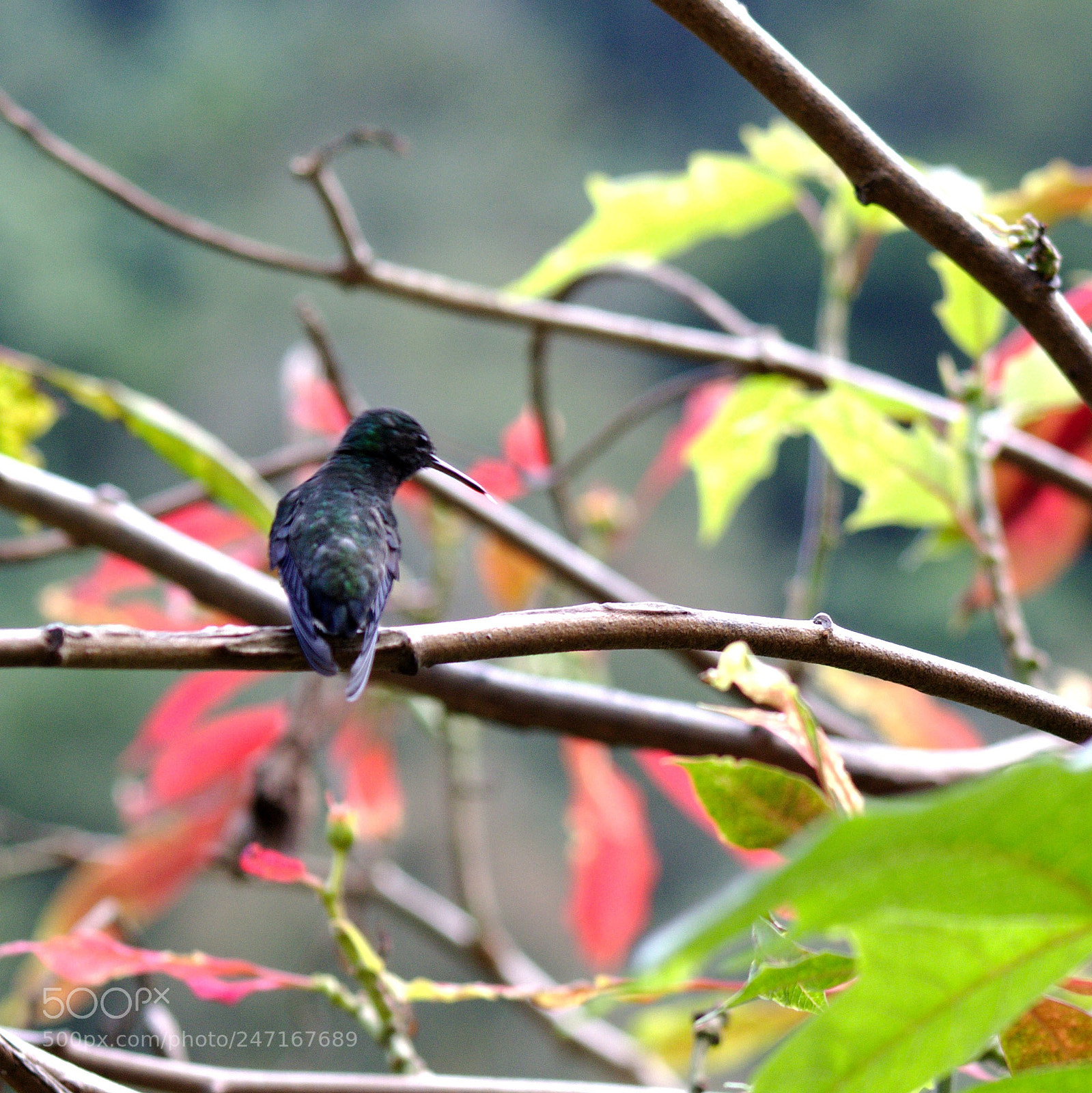 Canon EOS 1200D (EOS Rebel T5 / EOS Kiss X70 / EOS Hi) sample photo. Aves de cali photography